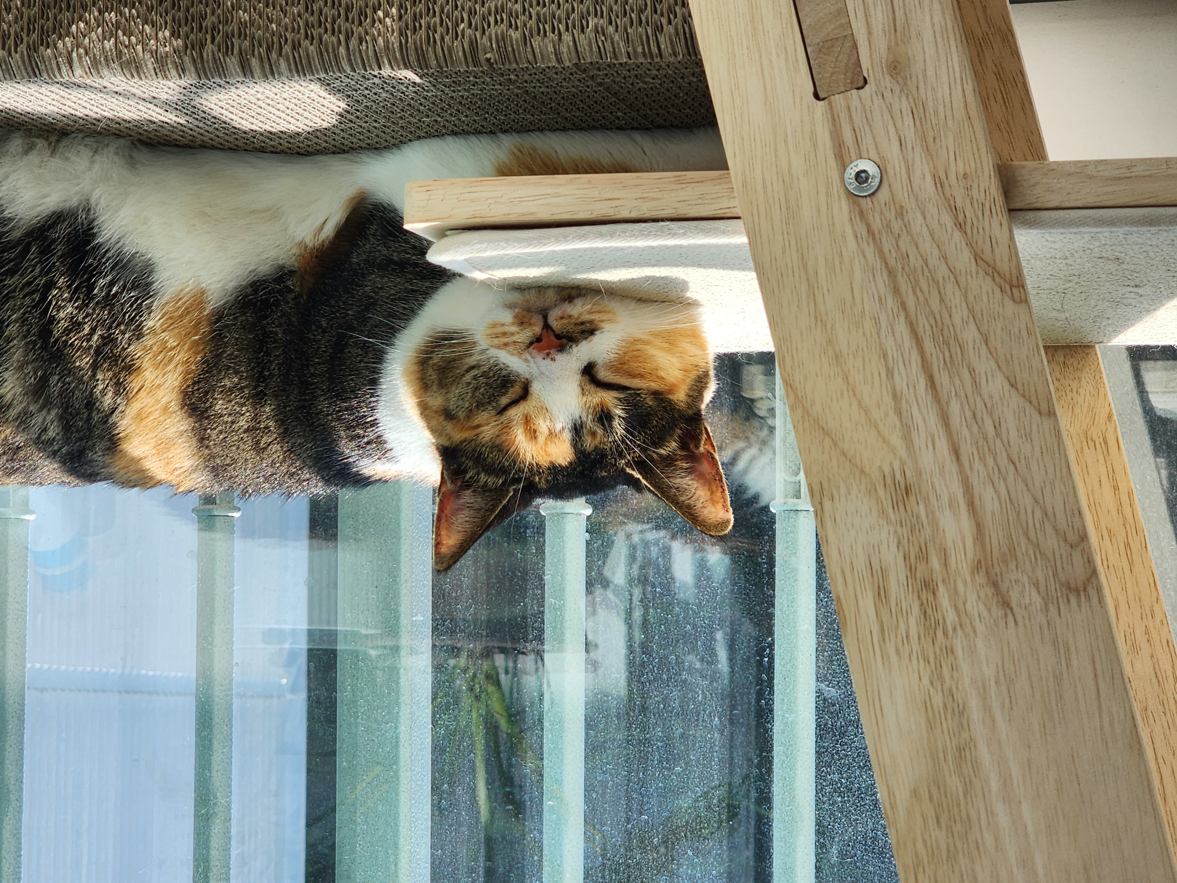 여름에 만난 샹떼와 3개월이 돼 가을을 맞이했습니다!