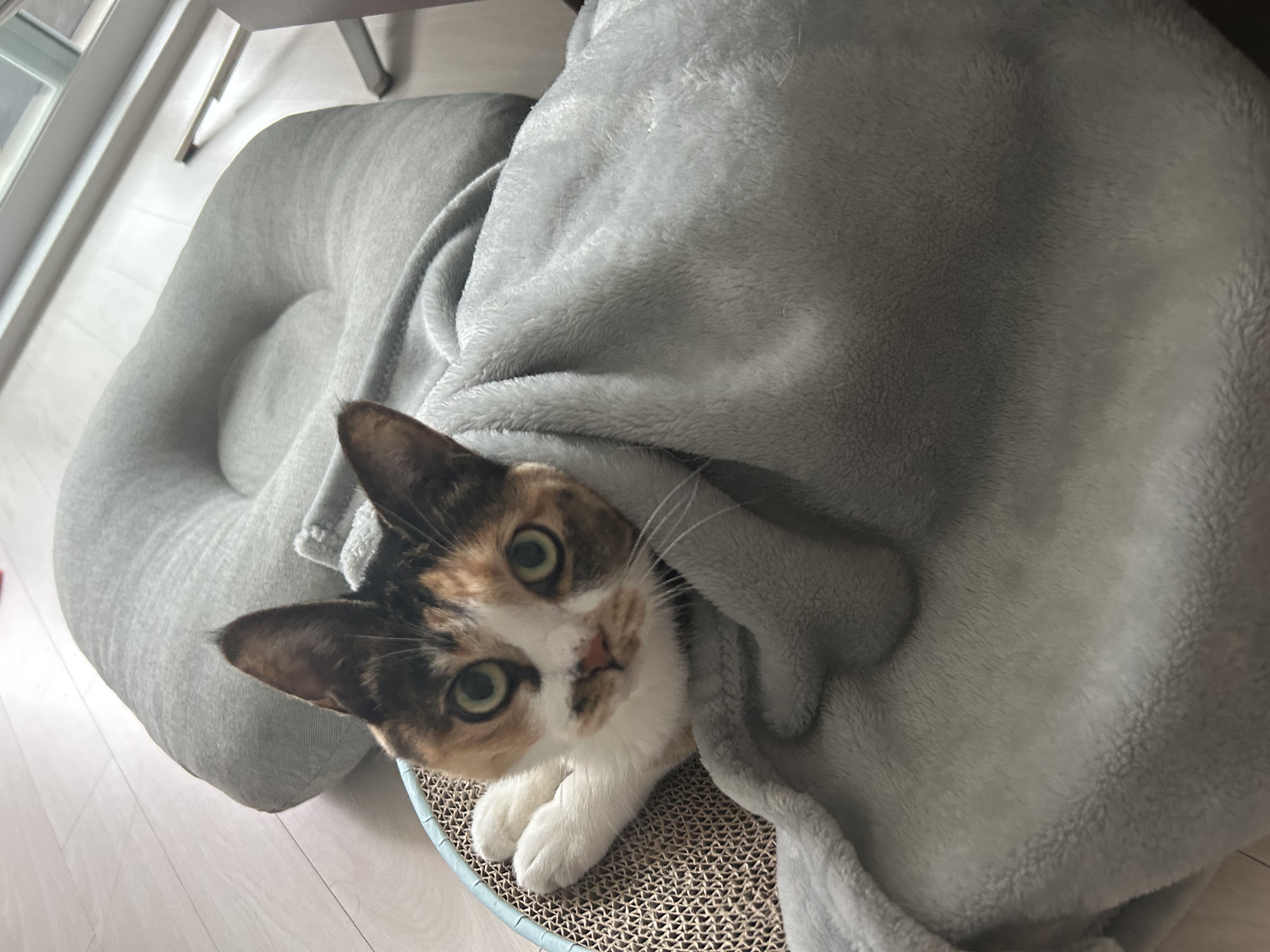 여름에 만난 샹떼와 3개월이 돼 가을을 맞이했습니다!