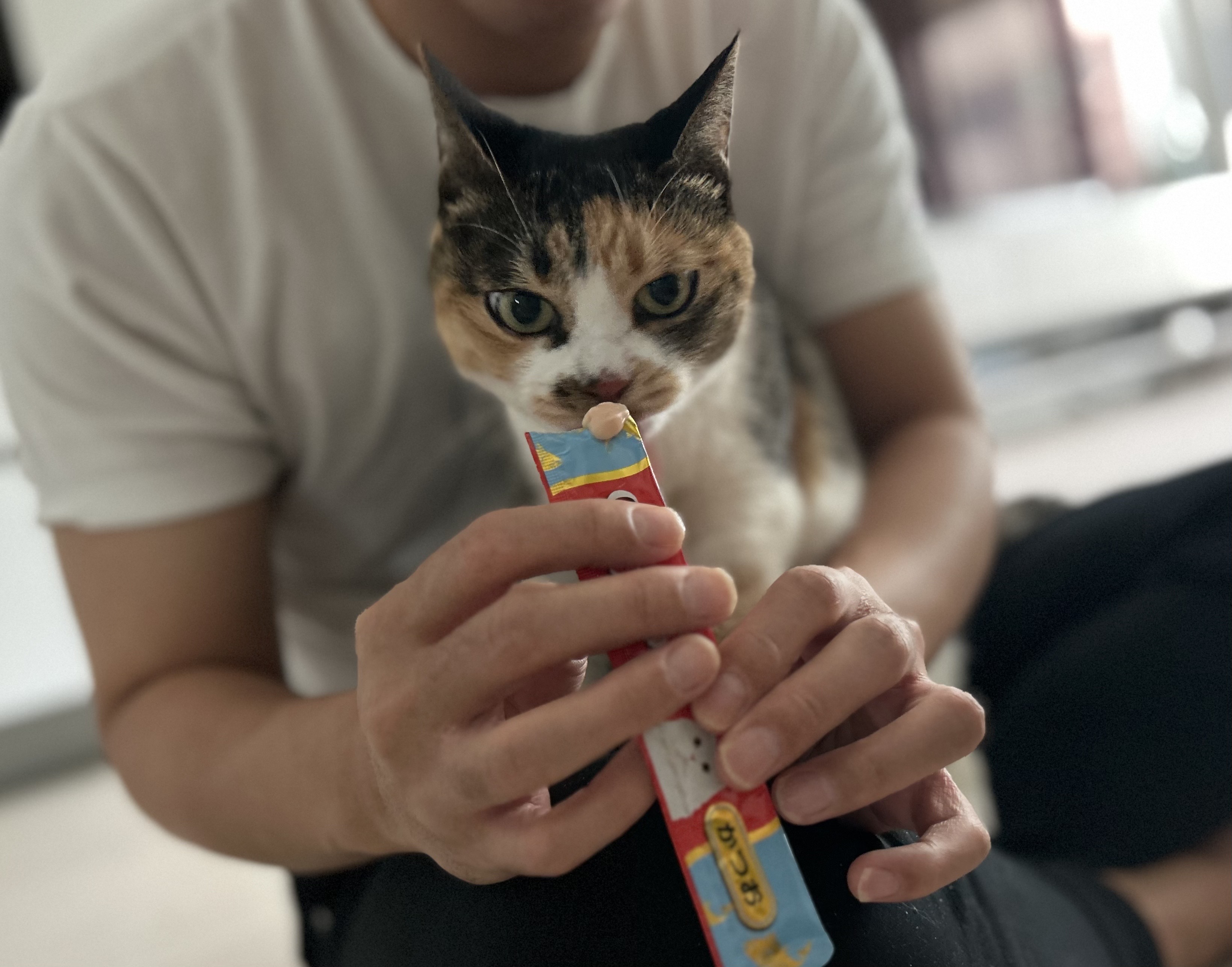 여름에 만난 샹떼와 3개월이 돼 가을을 맞이했습니다!