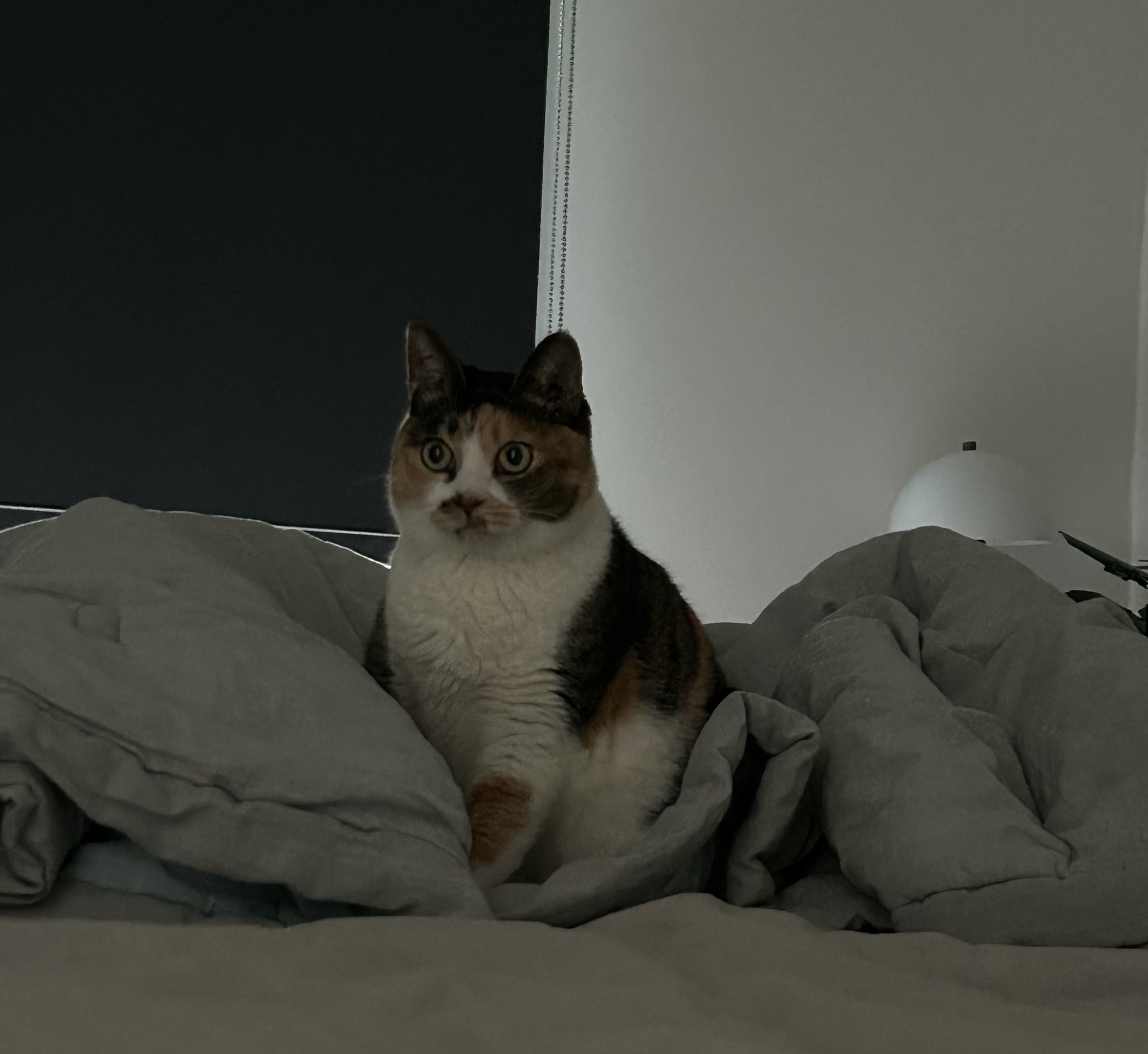 여름에 만난 샹떼와 3개월이 돼 가을을 맞이했습니다!