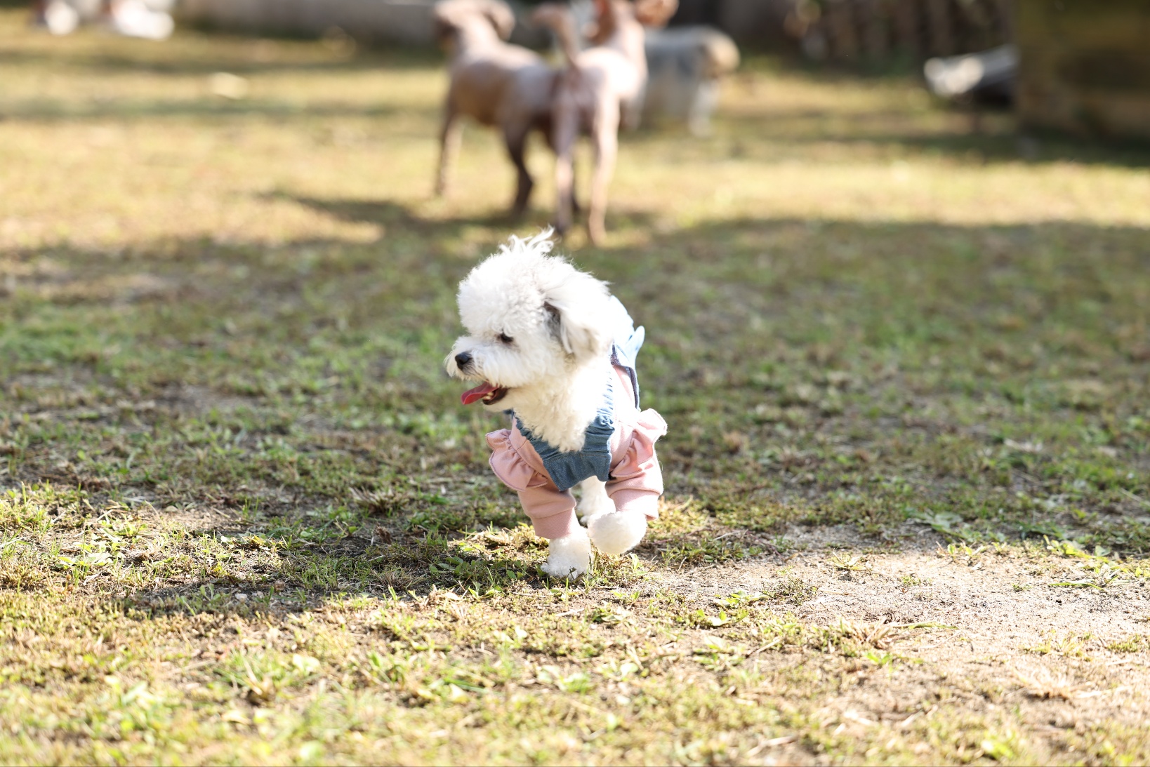 [임보] 🧡달록이🧡의  5개월(원주구조견)