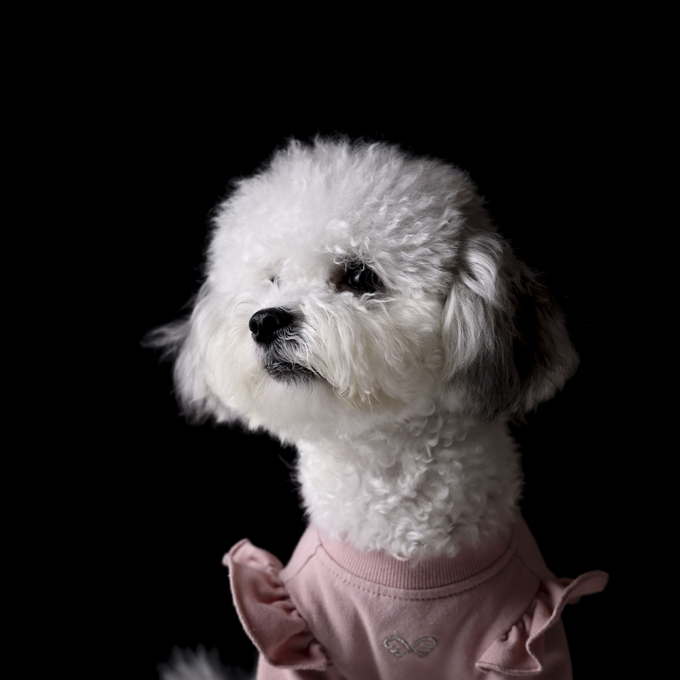 [임보] 🧡달록이🧡의  5개월(원주구조견)