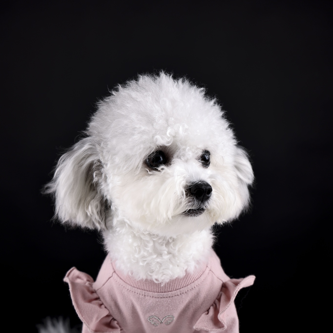 [임보] 🧡달록이🧡의  5개월(원주구조견)