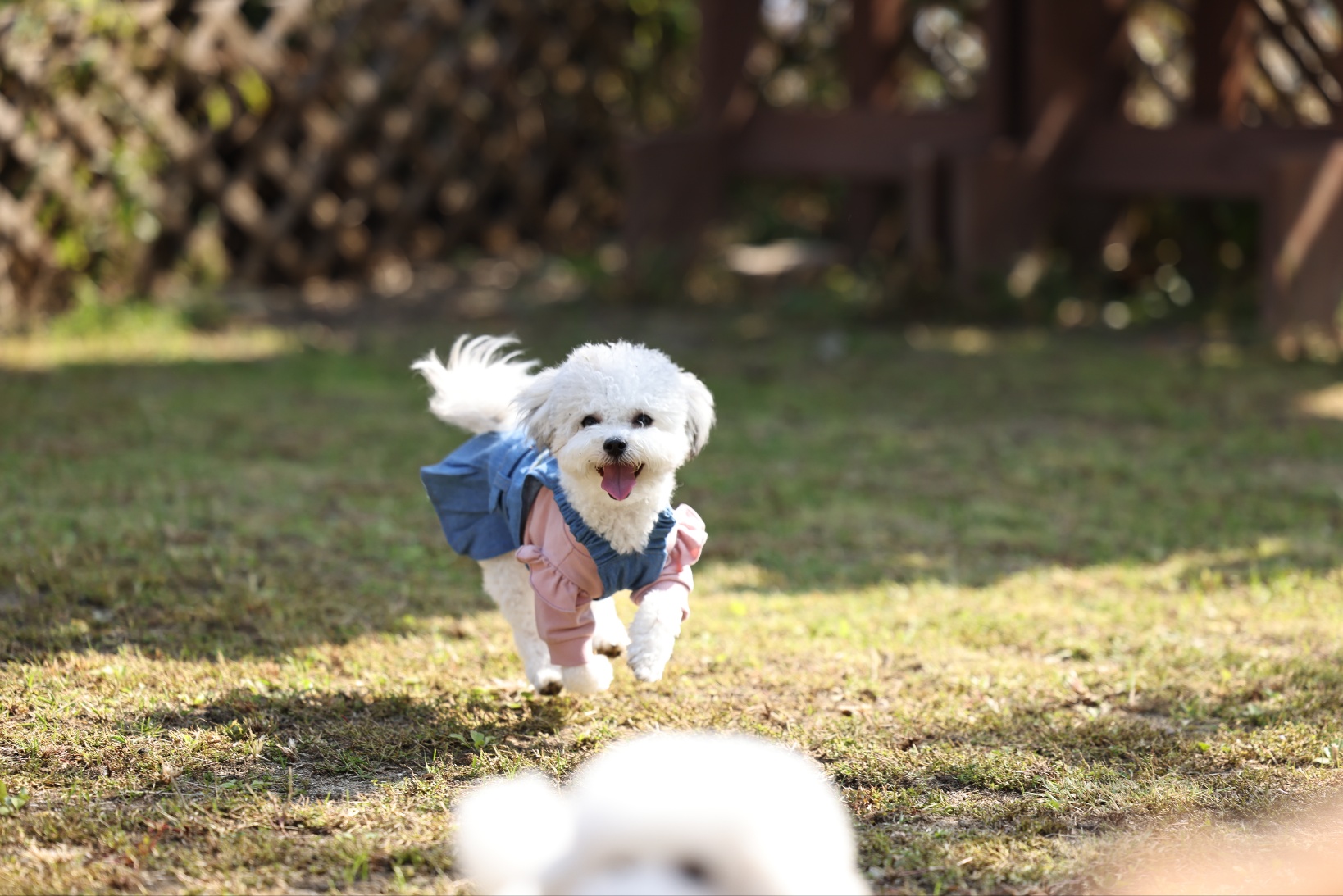 [임보] 🧡달록이🧡의  5개월(원주구조견)