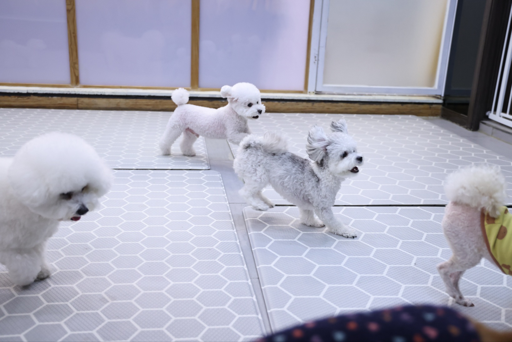 [임보] 🧡달록이🧡의  5개월(원주구조견)