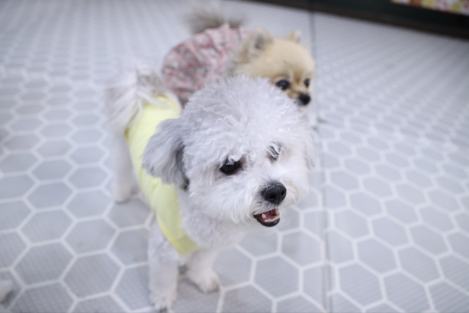 [임보] 🧡달록이🧡의  5개월(원주구조견)