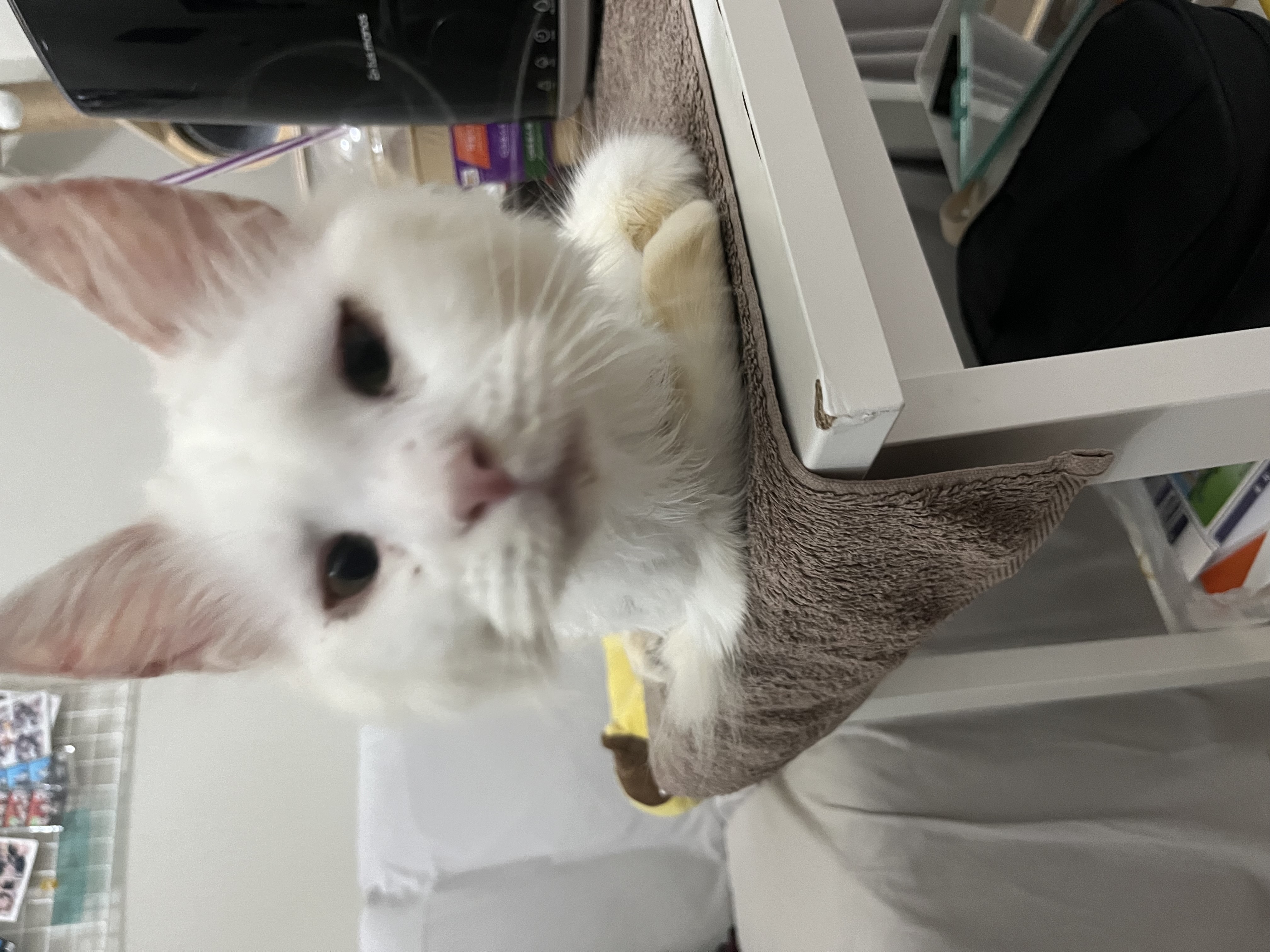 쟈냐(동자연이순이) 입양 한달 후기🤚