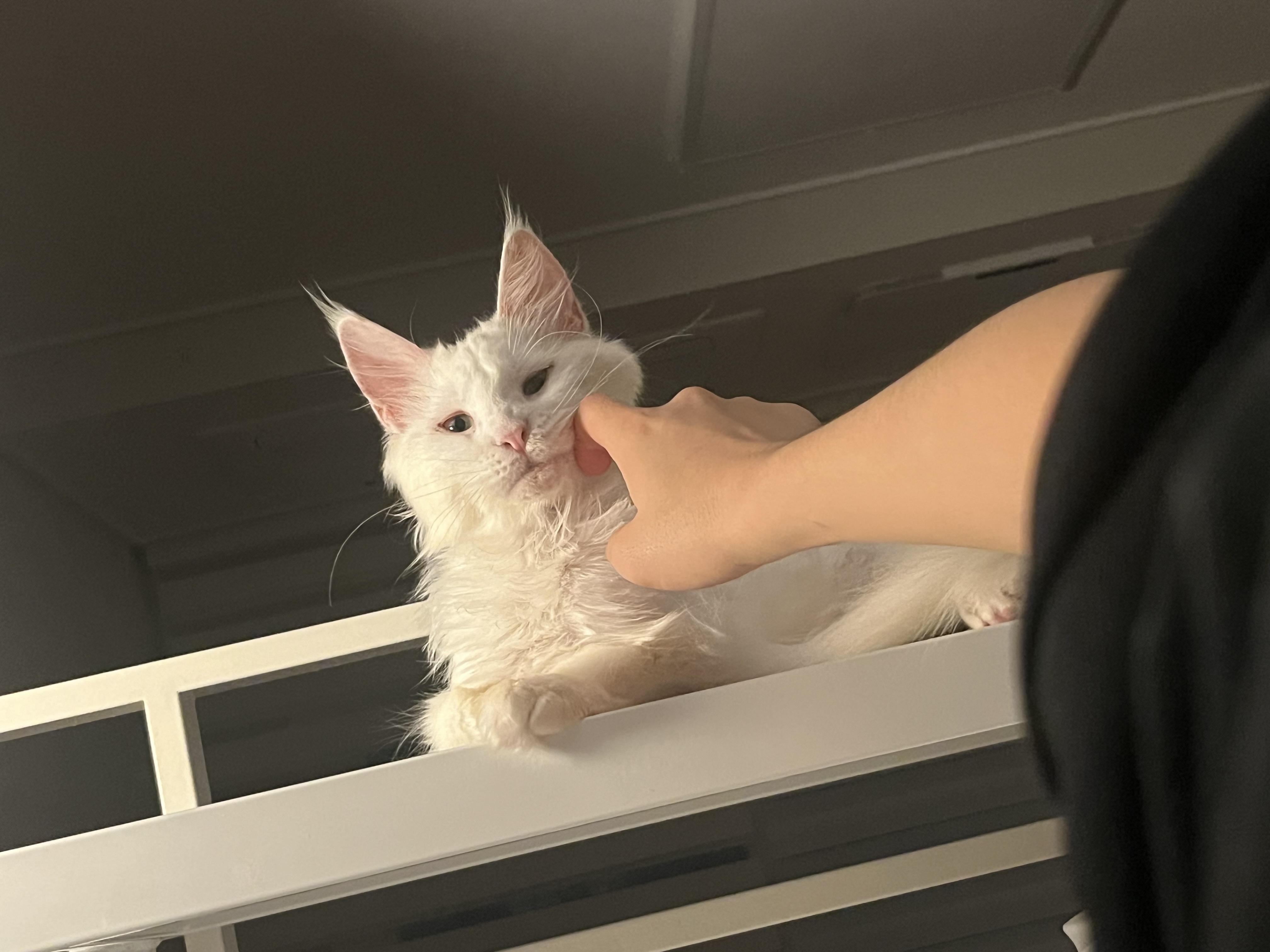 쟈냐(동자연이순이) 입양 한달 후기🤚