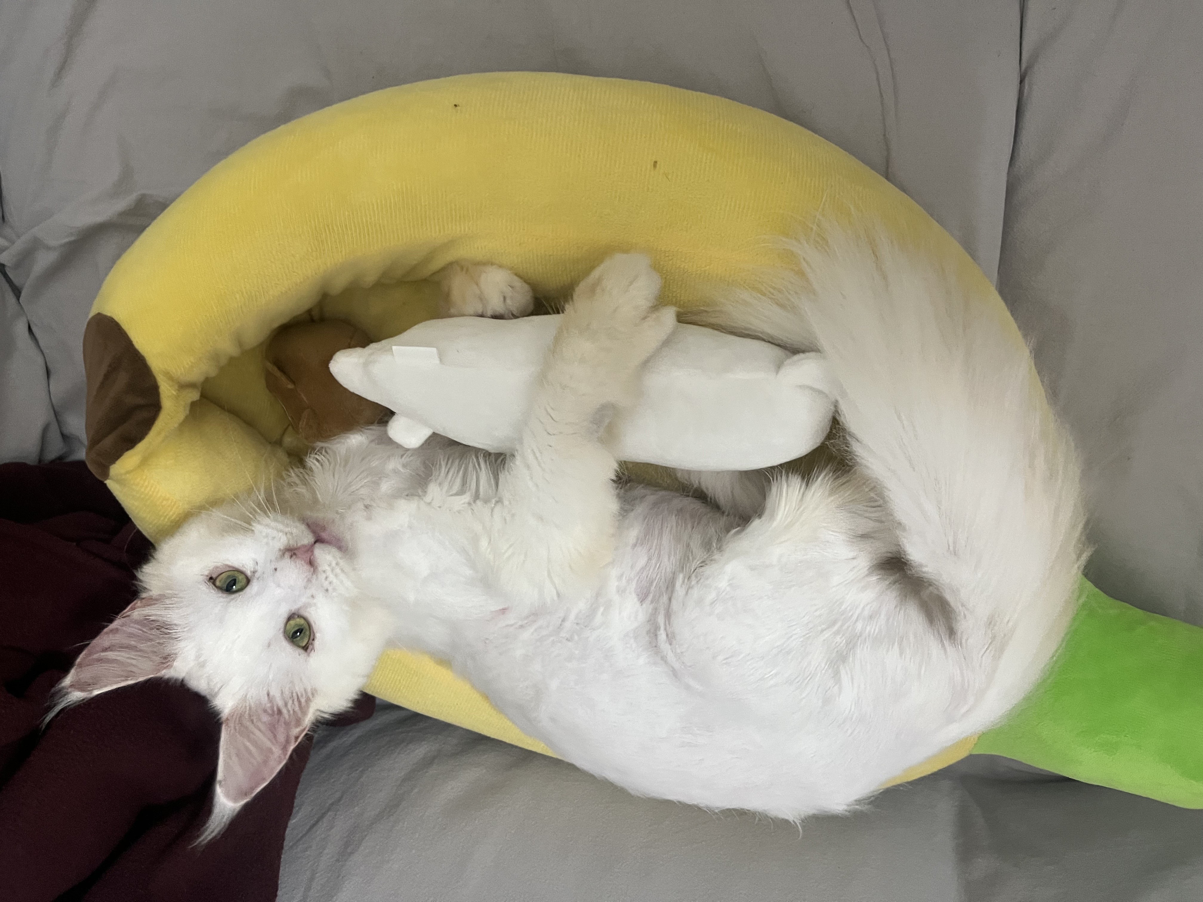 쟈냐(동자연이순이) 입양 한달 후기🤚