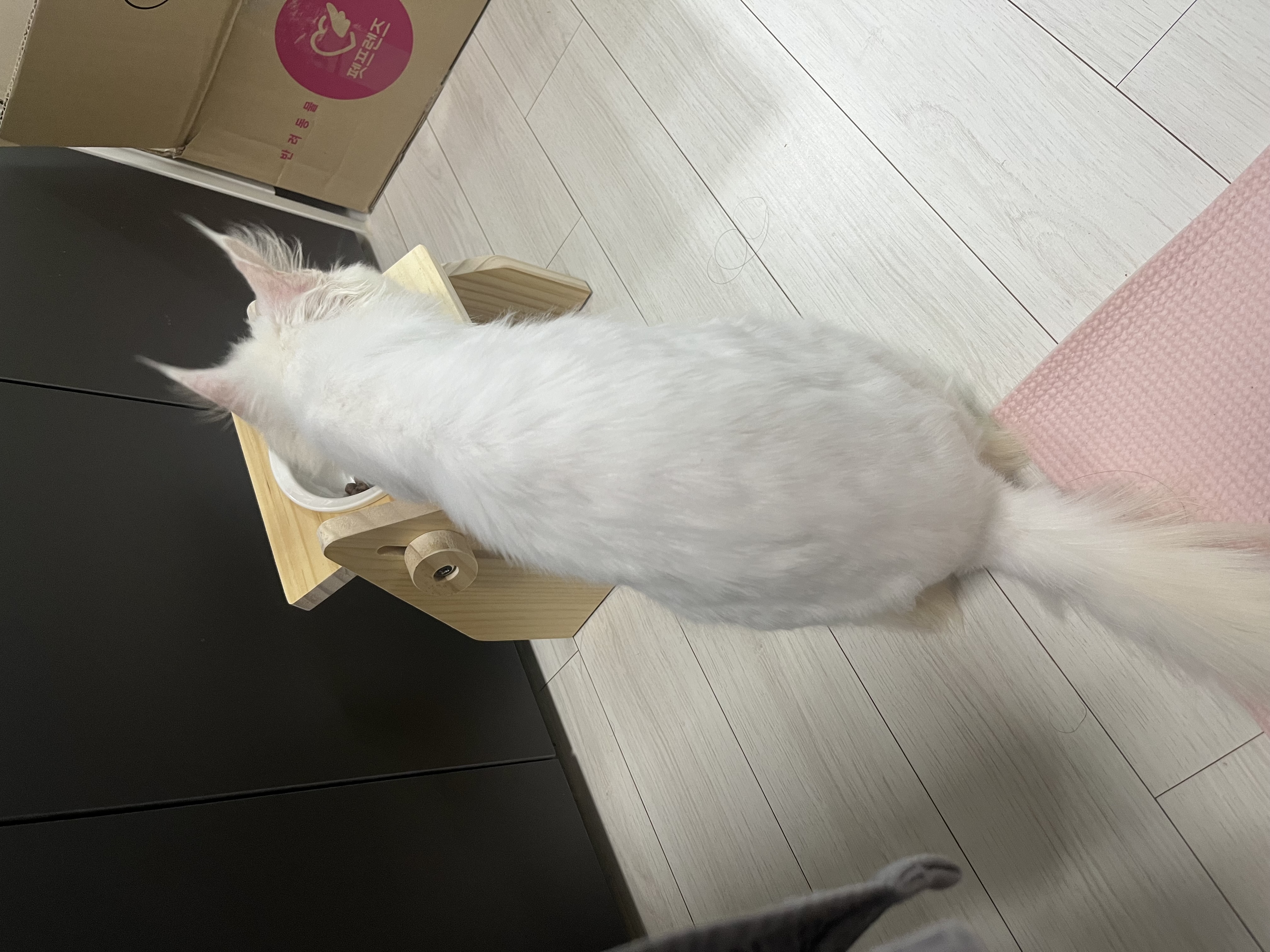 쟈냐(동자연이순이) 입양 한달 후기🤚