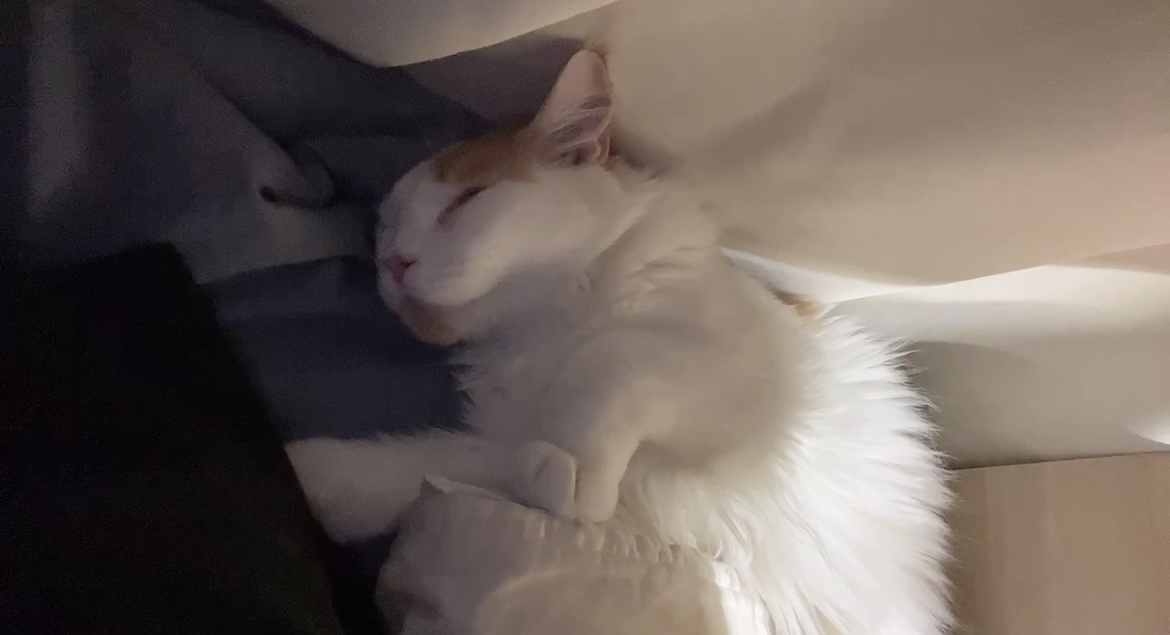 케타(테리) 입양전제 임시보호1주일차 입니다