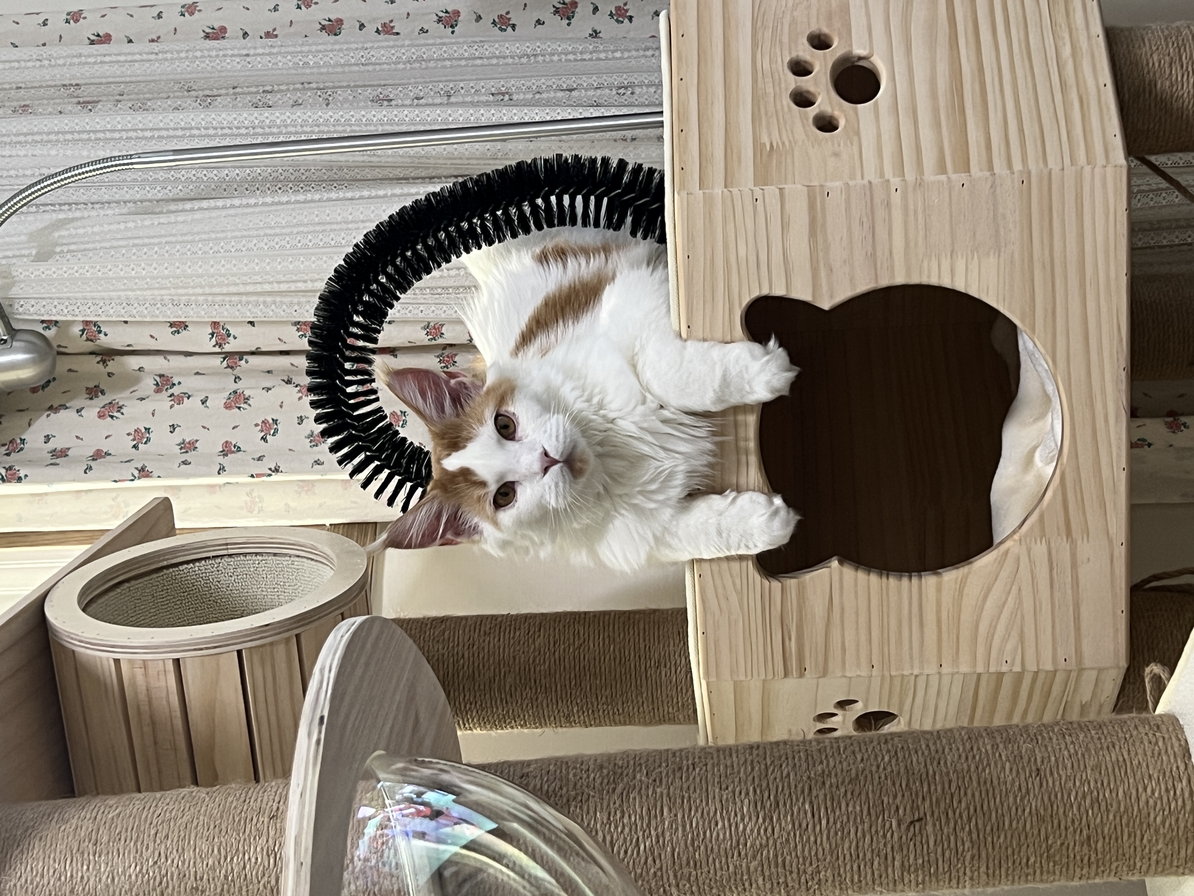 케타(테리) 입양전제 임시보호1주일차 입니다