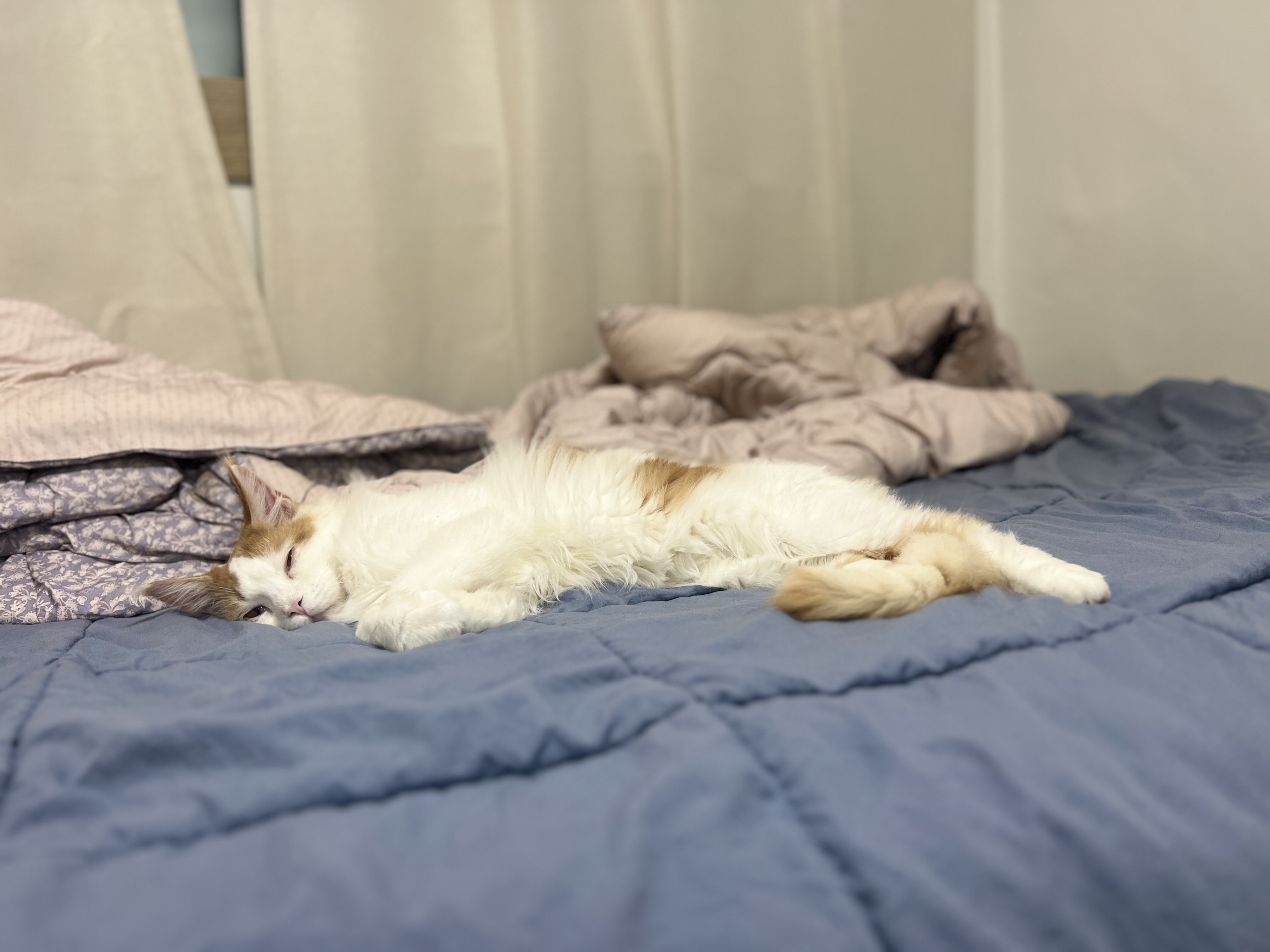 케타(테리) 입양전제 임시보호1주일차 입니다