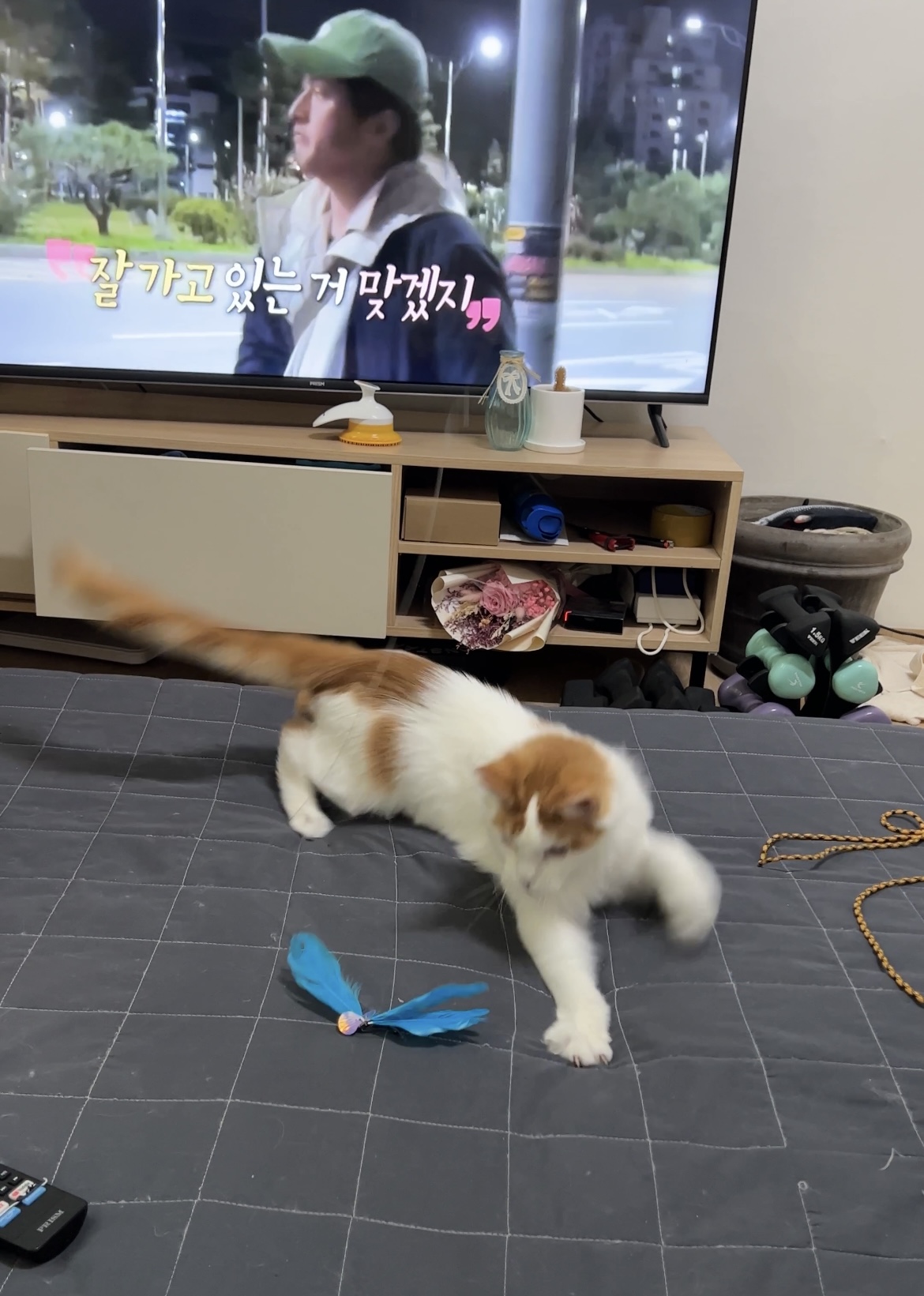 케타(테리) 입양전제 임시보호1주일차 입니다