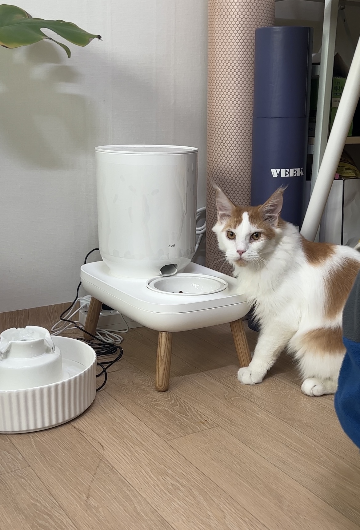 케타(테리) 입양전제 임시보호1주일차 입니다