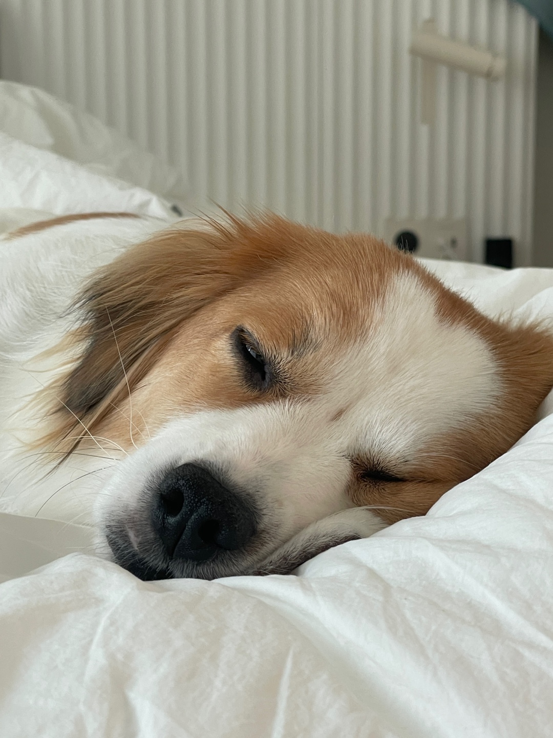 ‘해치’ 입양 세달