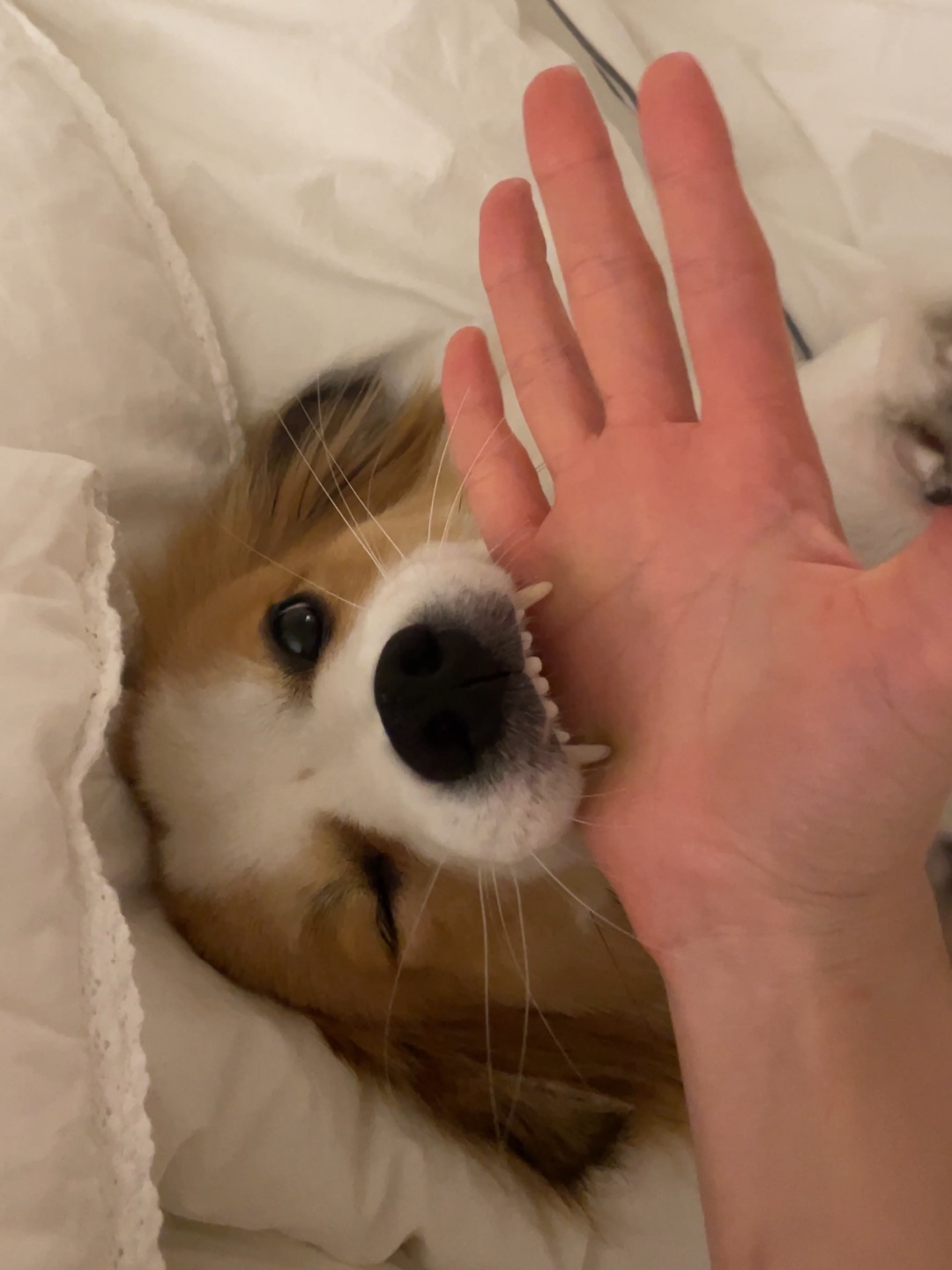 ‘해치’ 입양 세달