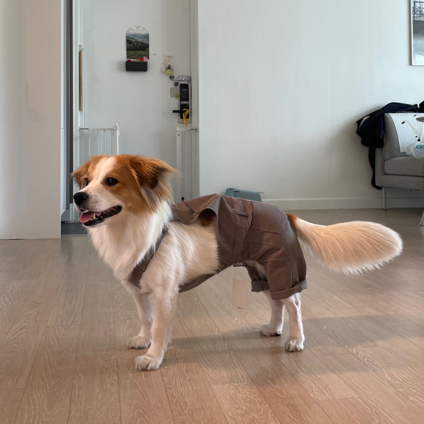 ‘해치’ 입양 세달