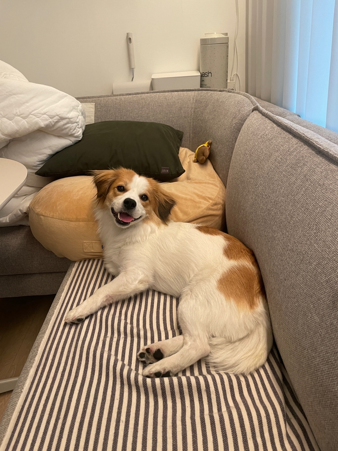 ‘해치’ 입양 세달