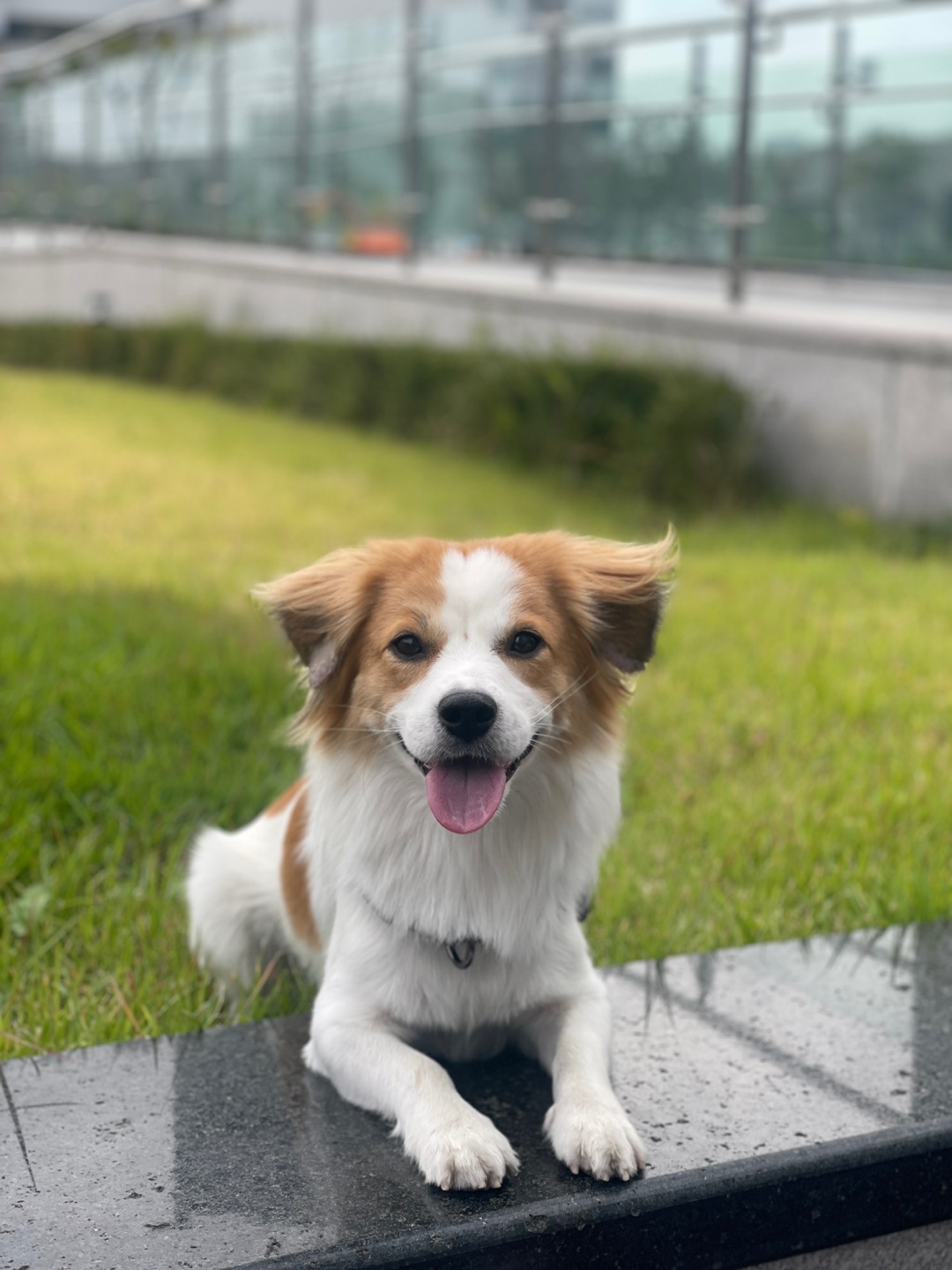 ‘해치’ 입양 세달