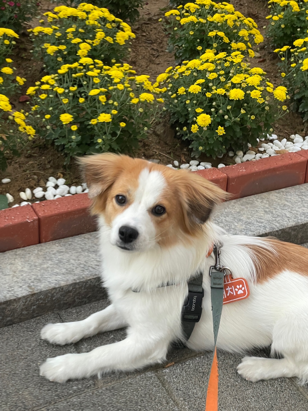 ‘해치’ 입양 세달