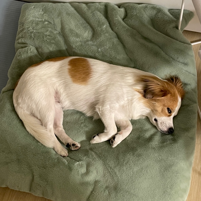 ‘해치’ 입양 세달