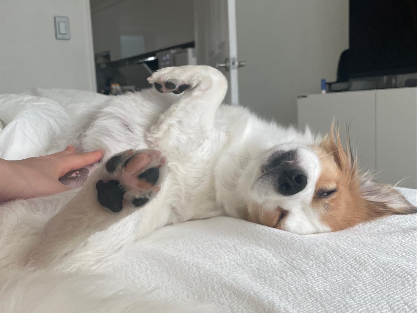 ‘해치’ 입양 세달