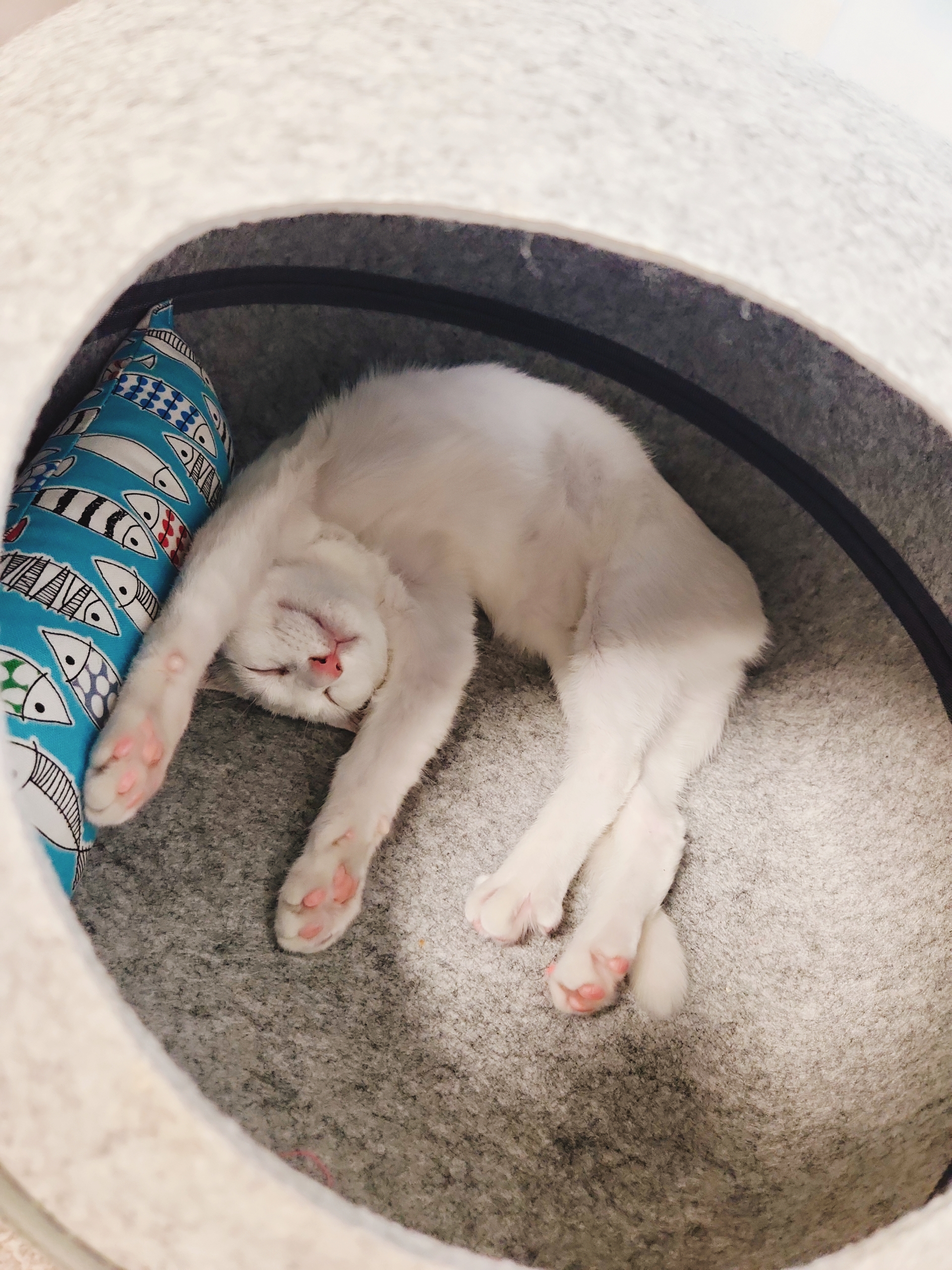 우유(공주) 입양 두달 후기