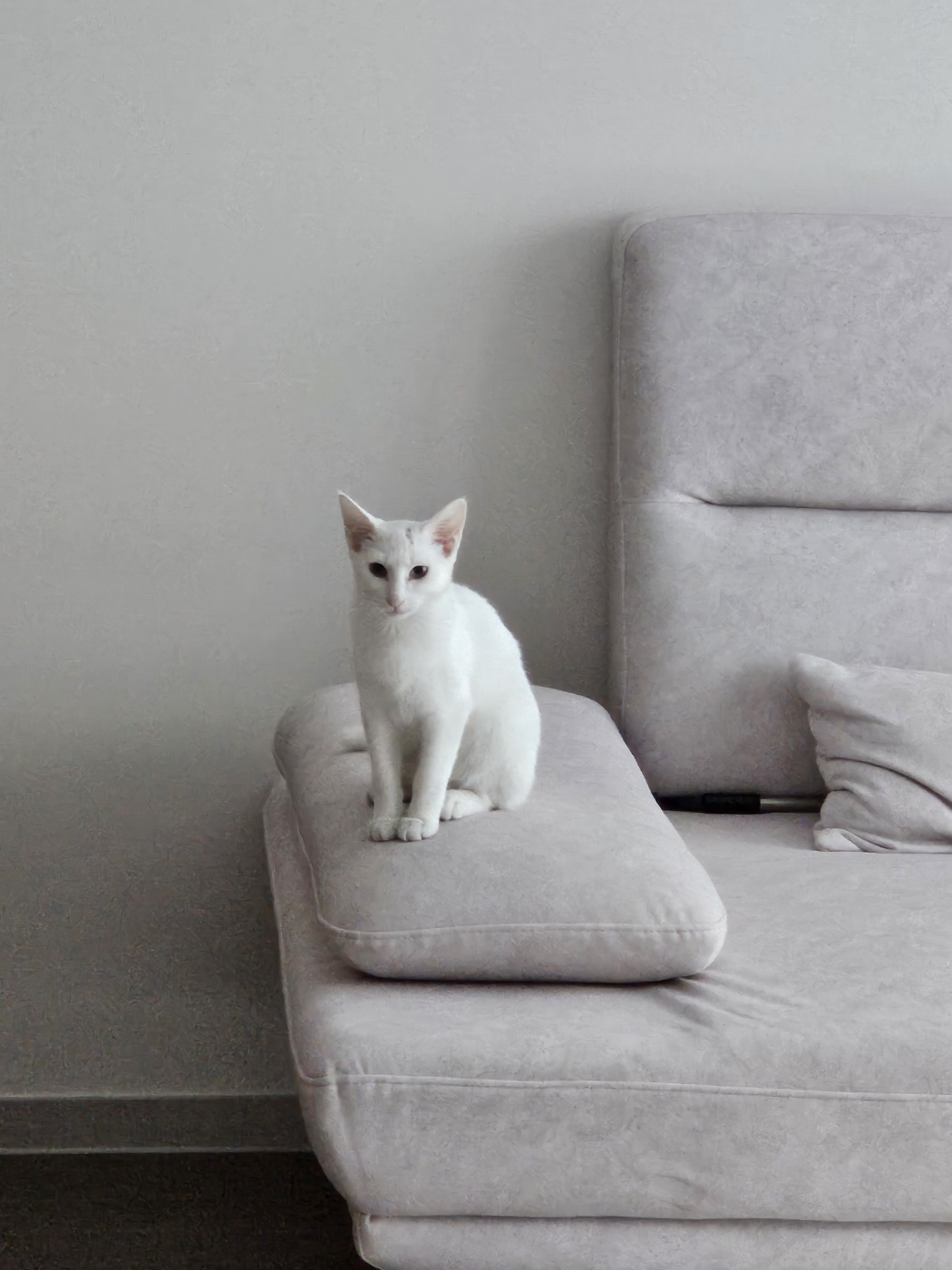 우유(공주) 입양 두달 후기