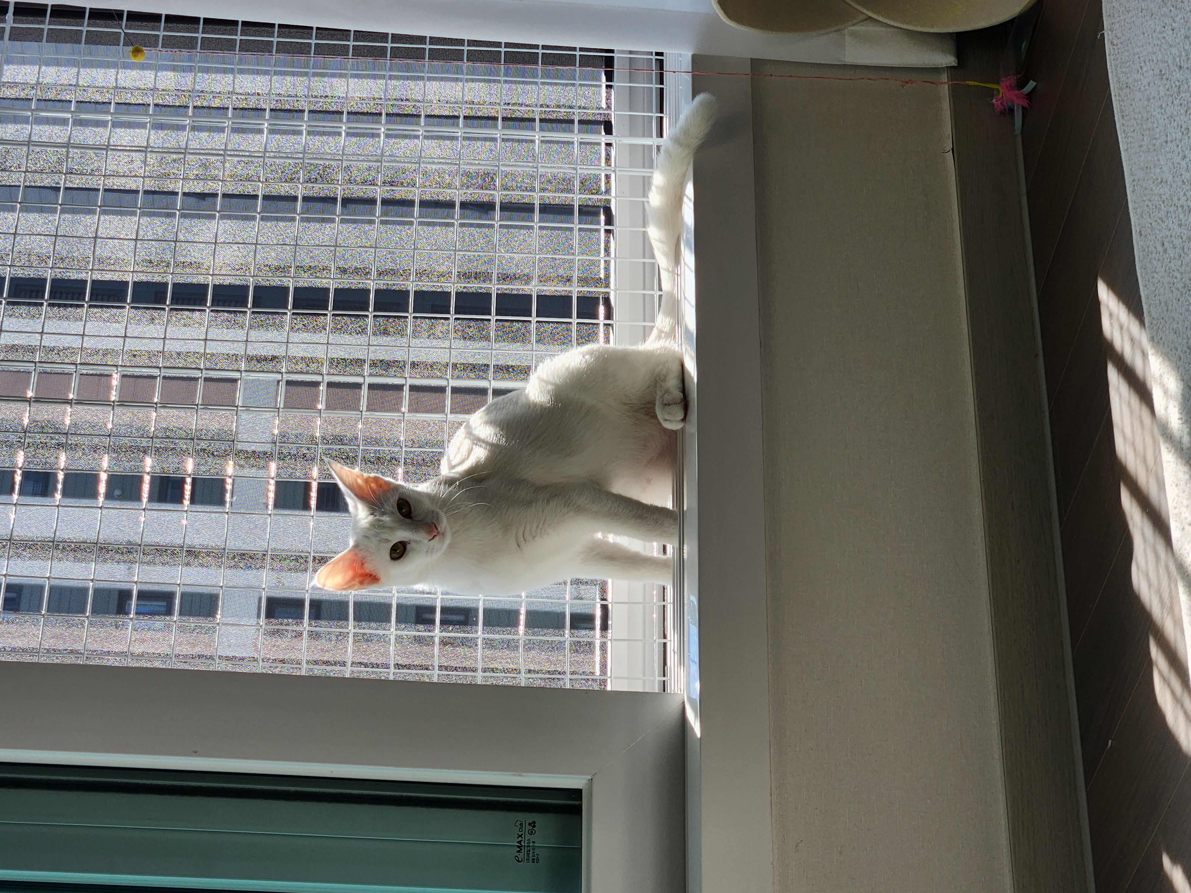 우유(공주) 입양 두달 후기