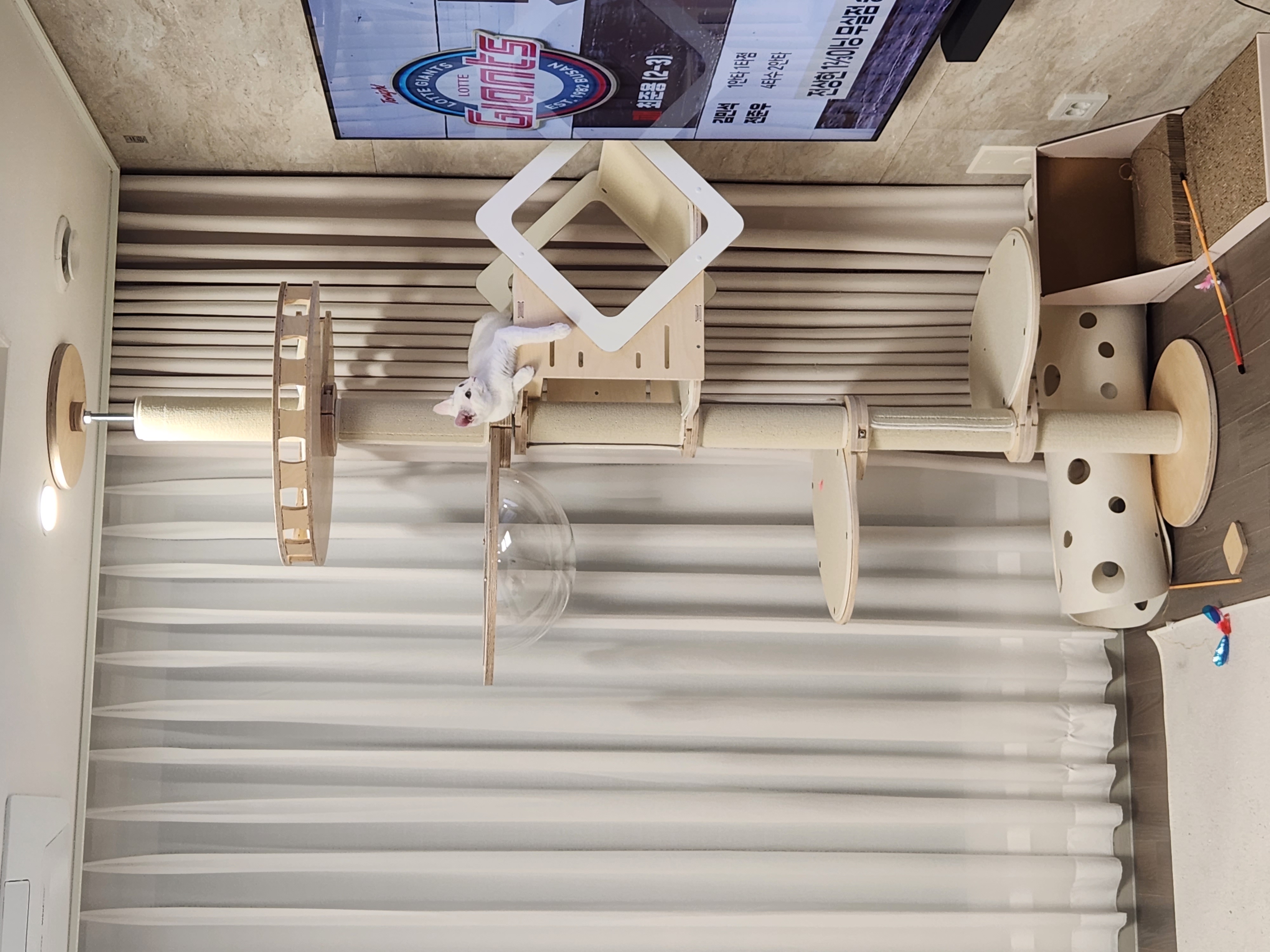 우유(공주) 입양 두달 후기