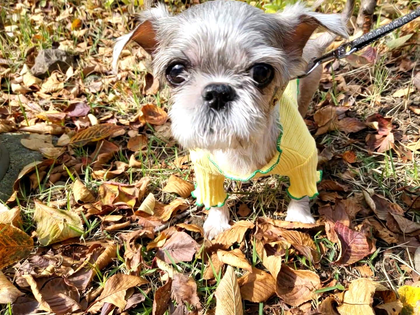 율무 수수(춘식)에게 귀여운 여동생이 생겼어요!