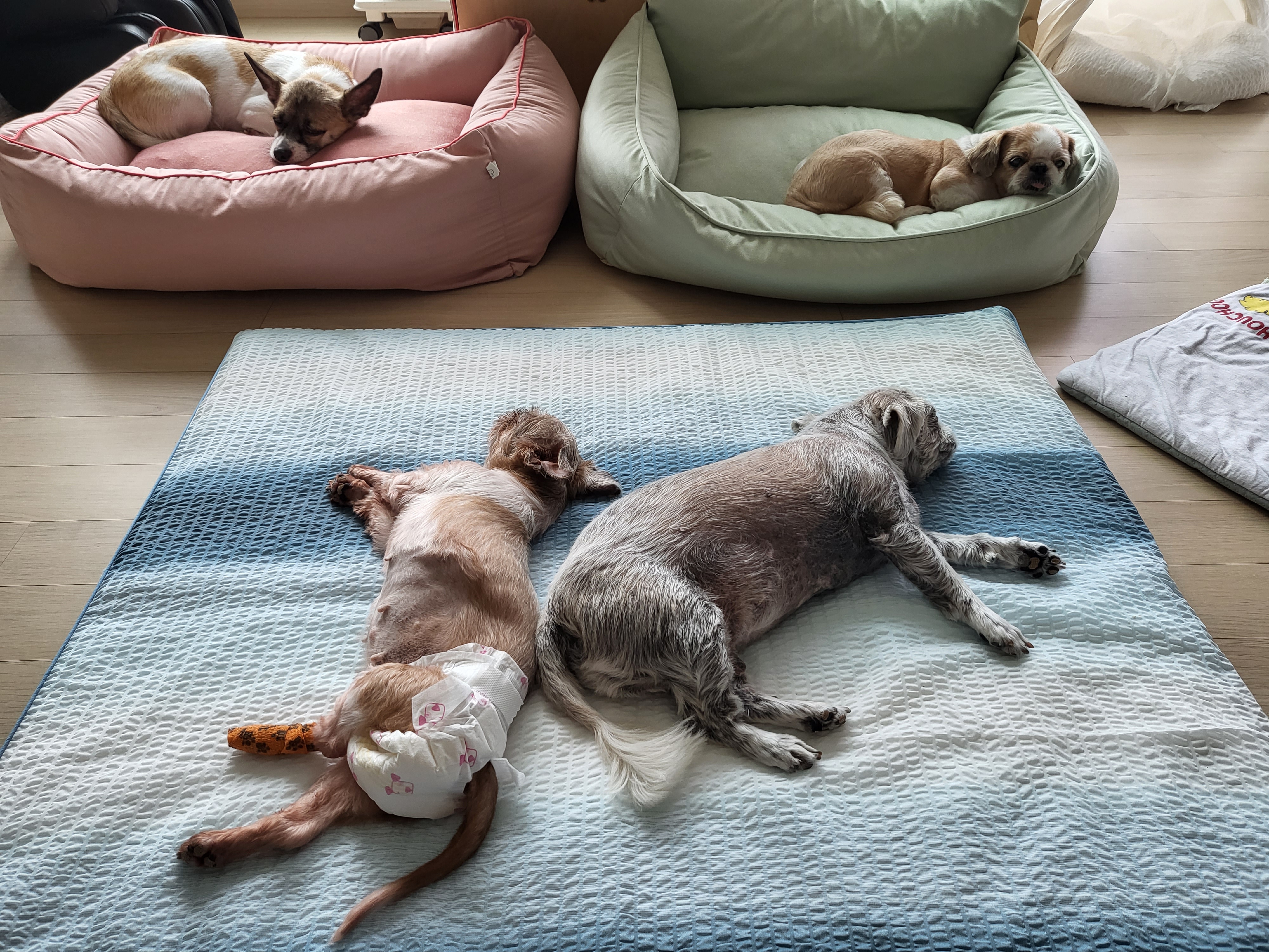 율무 수수(춘식)에게 귀여운 여동생이 생겼어요!