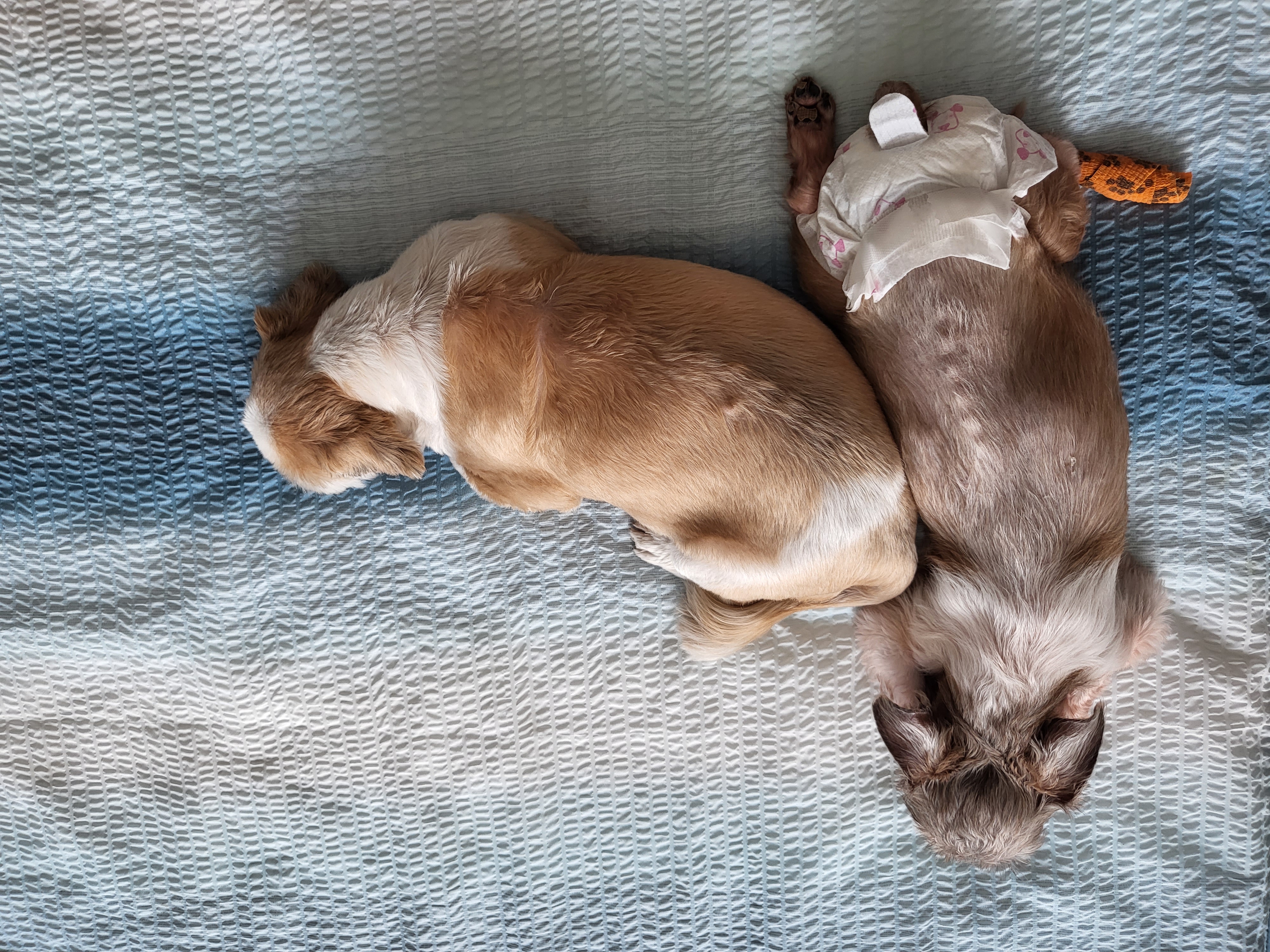 율무 수수(춘식)에게 귀여운 여동생이 생겼어요!