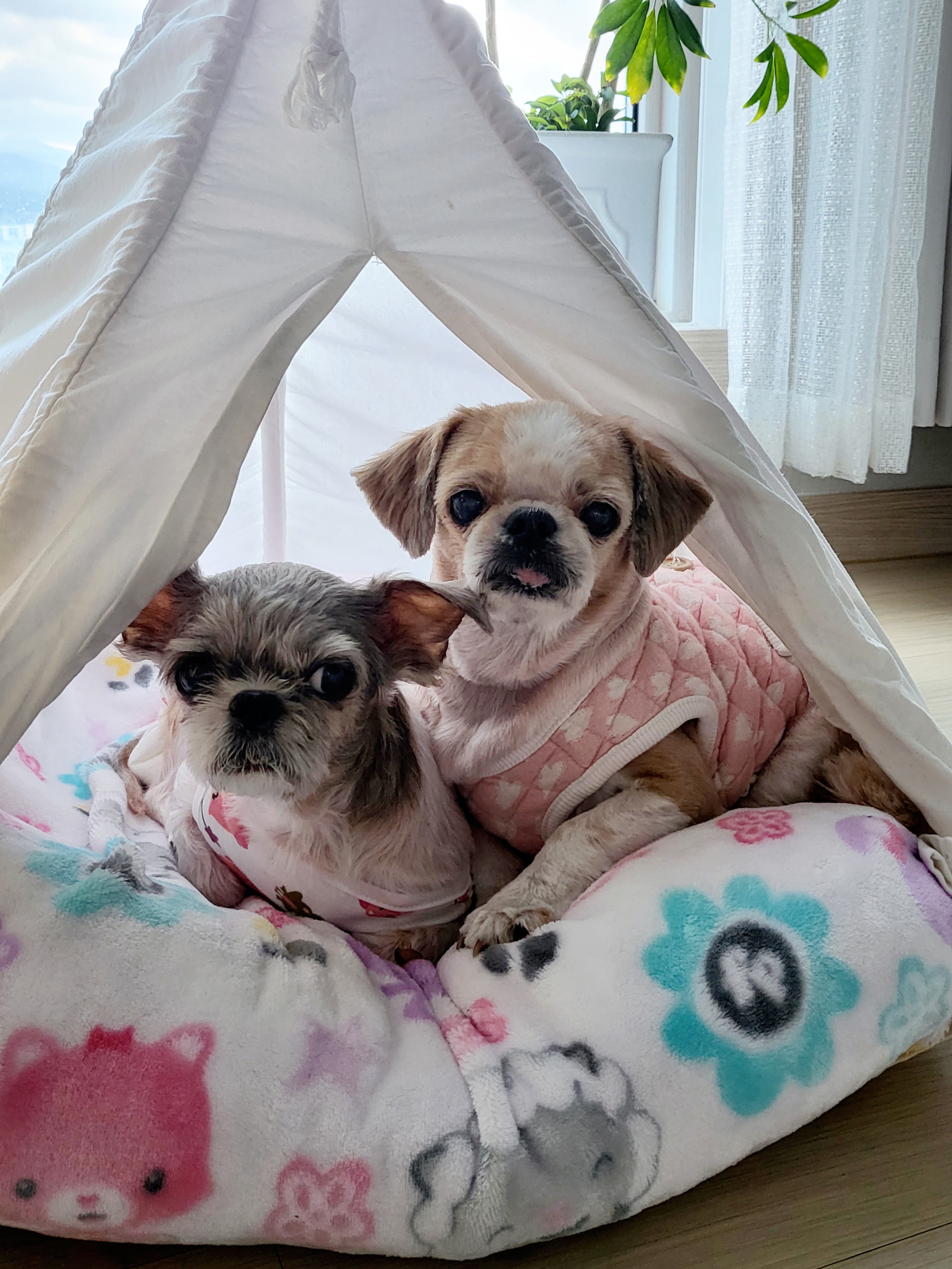 율무 수수(춘식)에게 귀여운 여동생이 생겼어요!