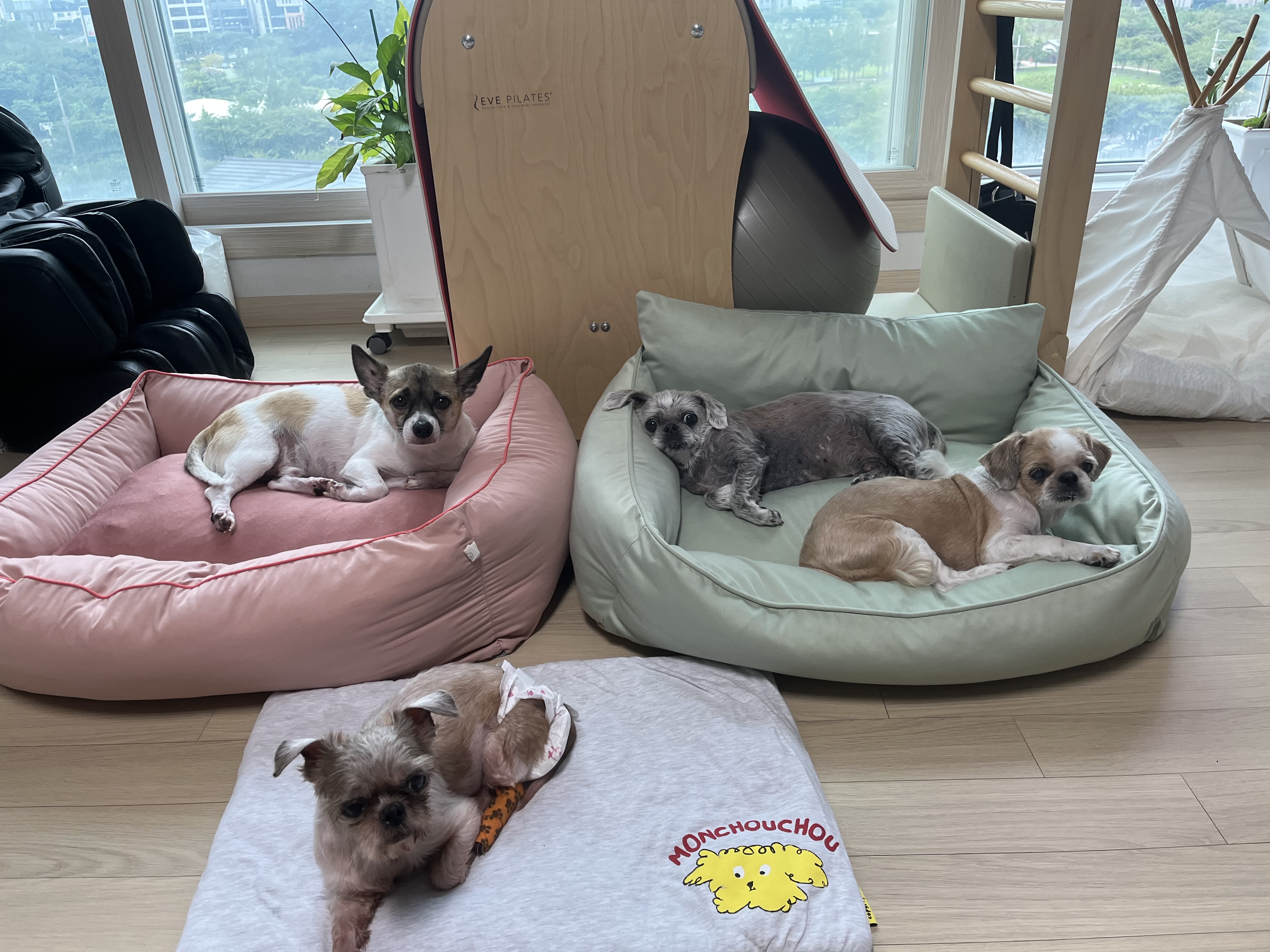 율무 수수(춘식)에게 귀여운 여동생이 생겼어요!