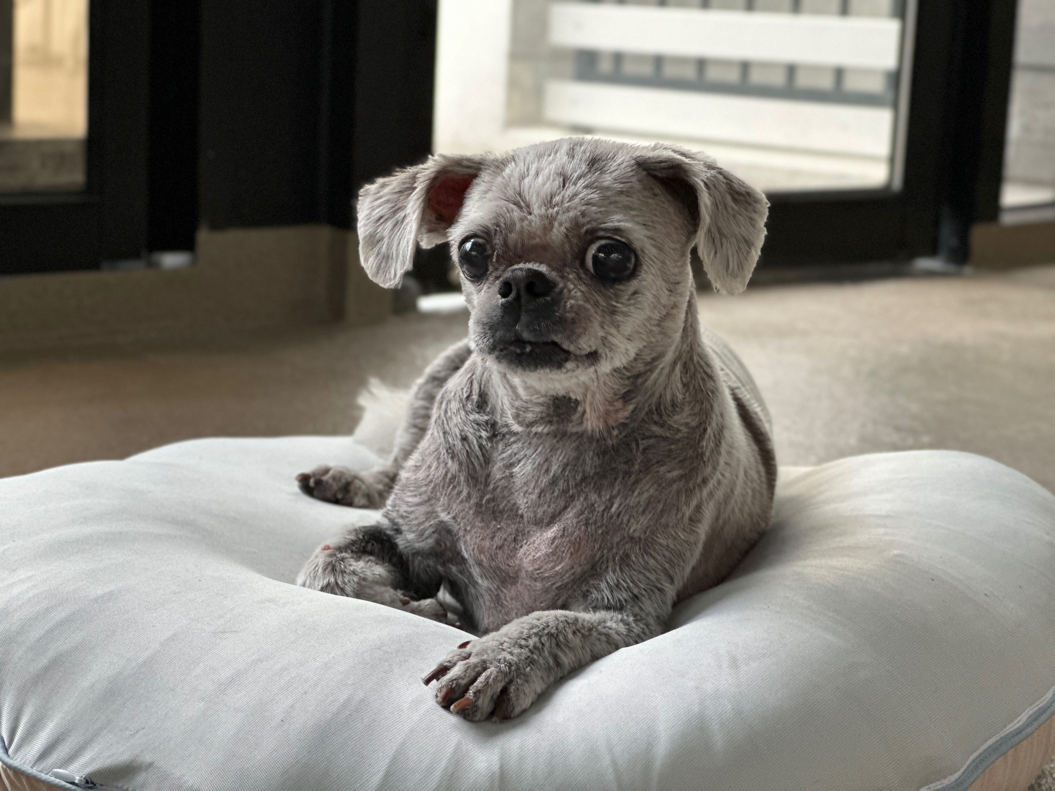 율무 수수(춘식)에게 귀여운 여동생이 생겼어요!