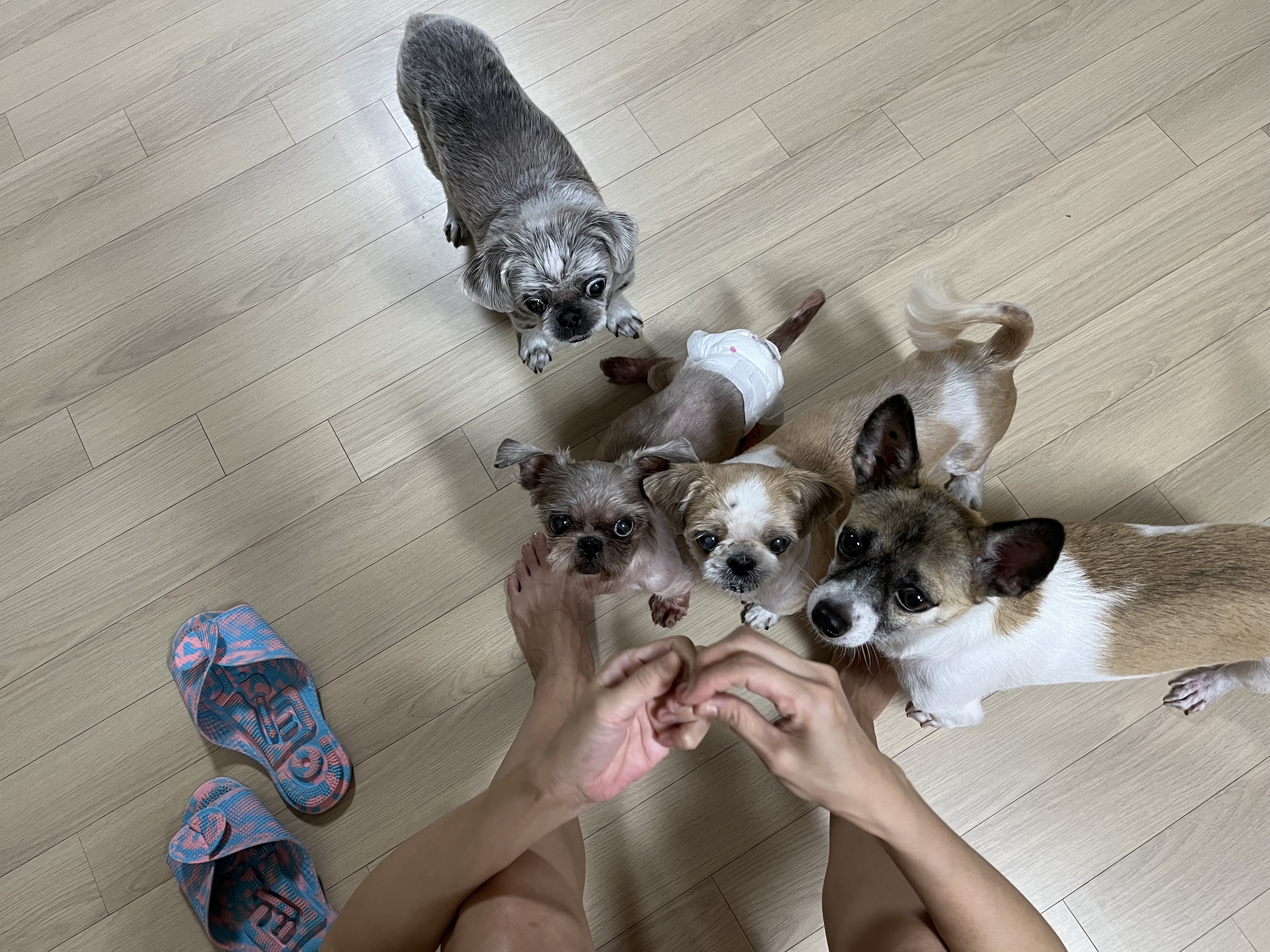 율무 수수(춘식)에게 귀여운 여동생이 생겼어요!