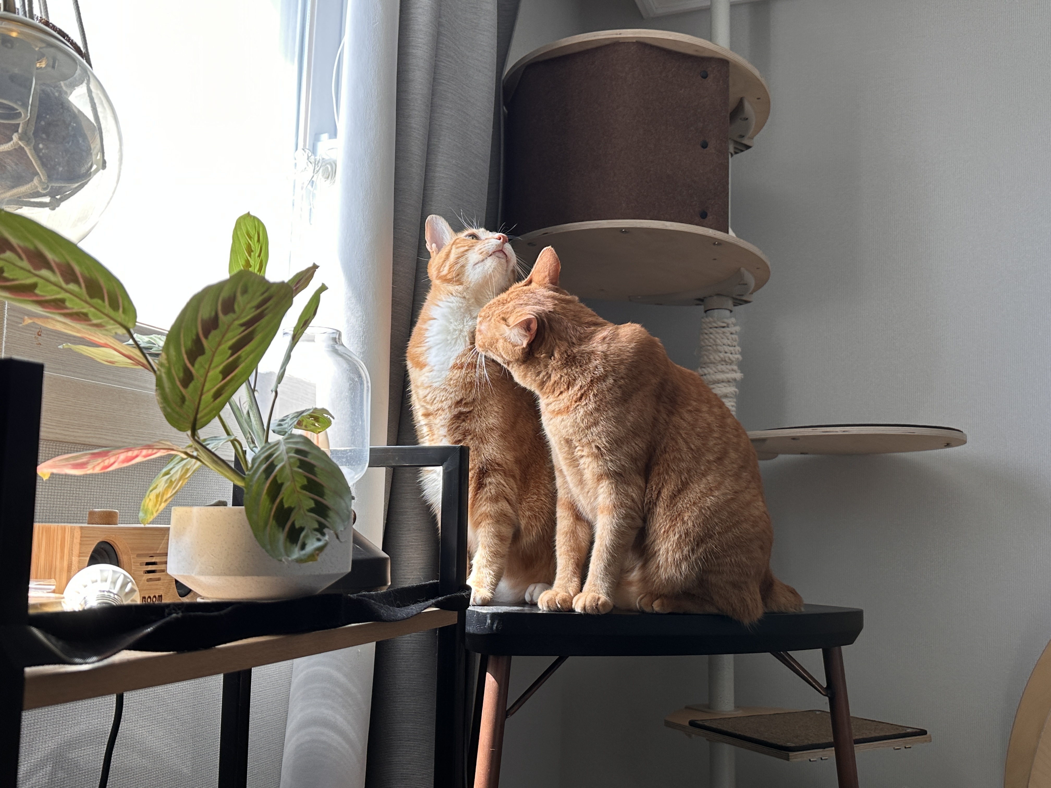 리치 입양 3년 후기