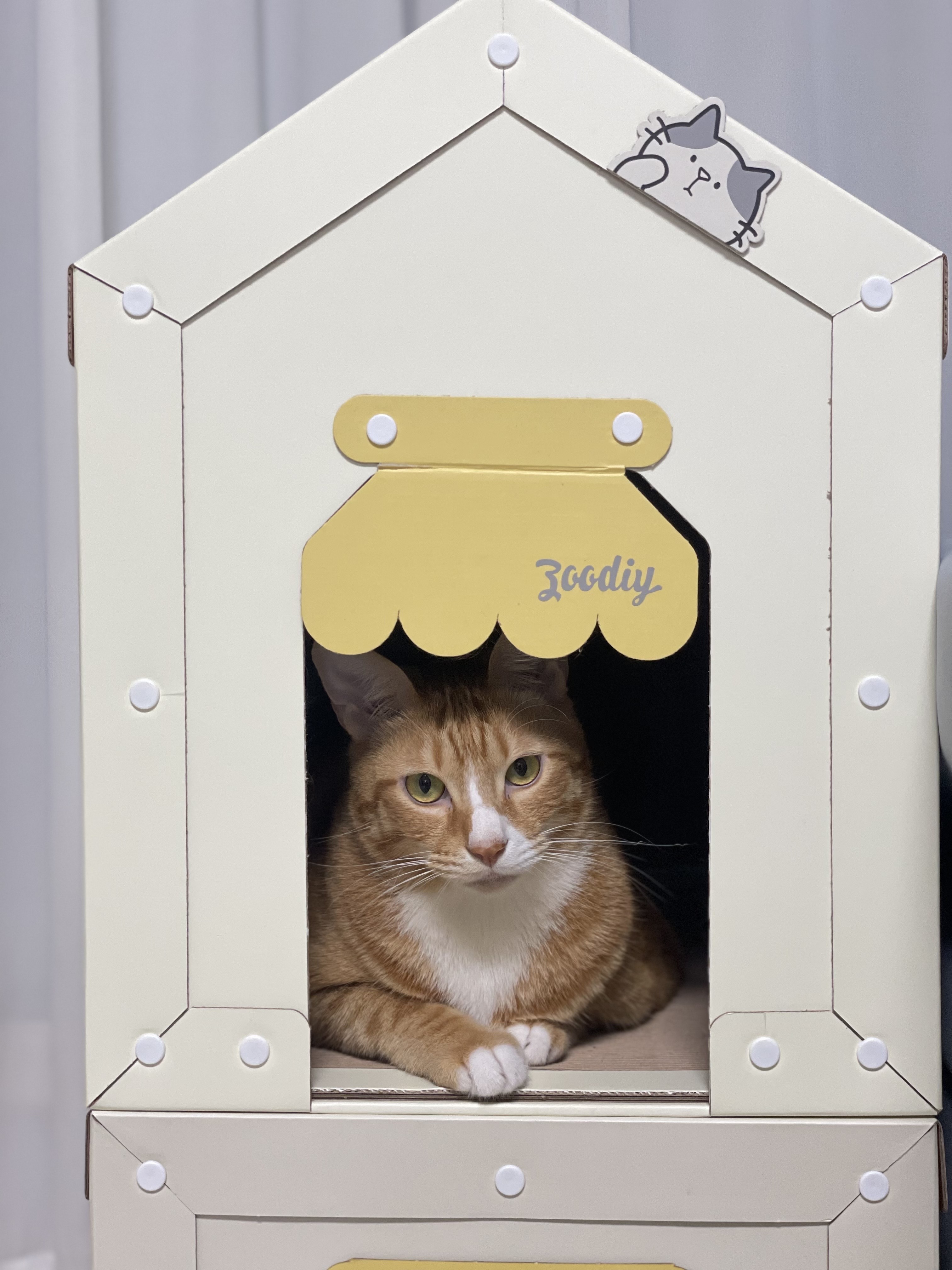 리치 입양 3년 후기