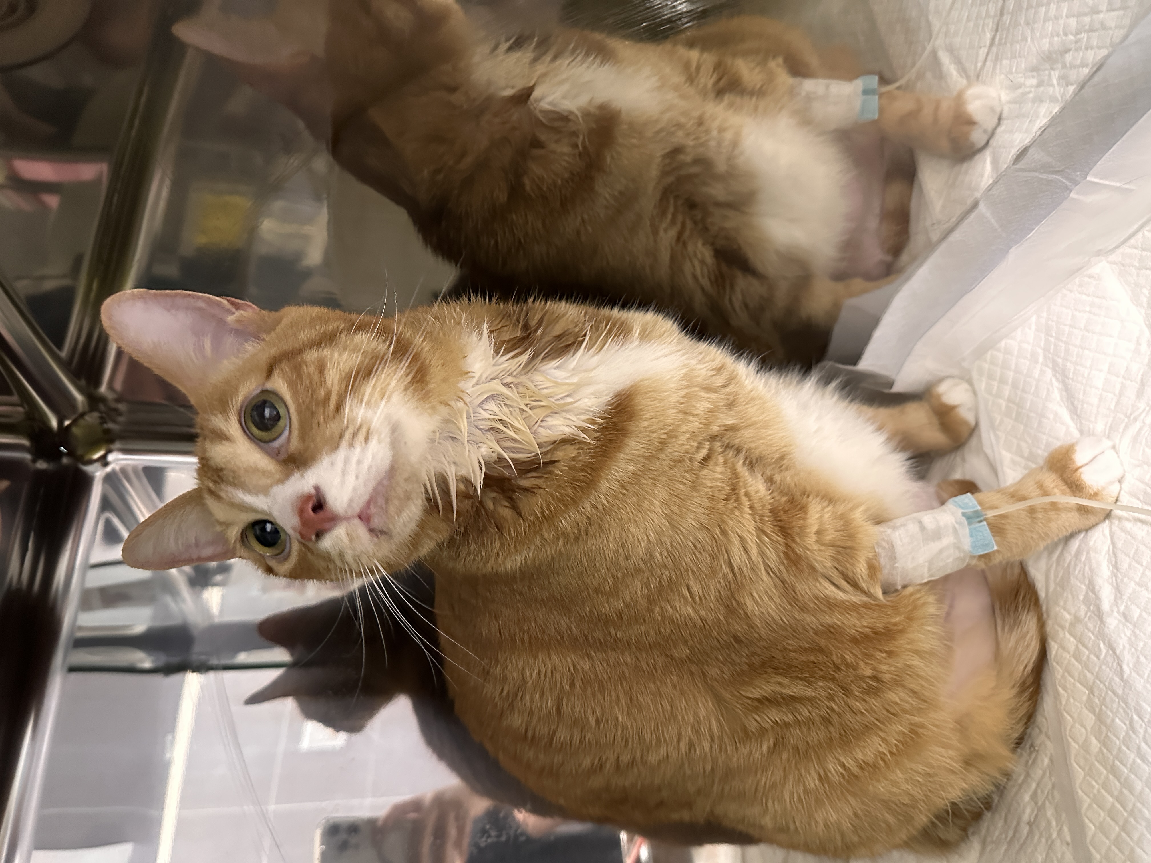 리치 입양 3년 후기