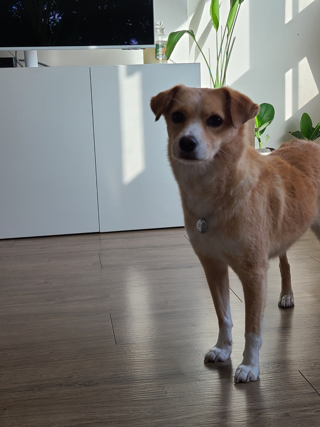 구콩이 임시보호 한달차