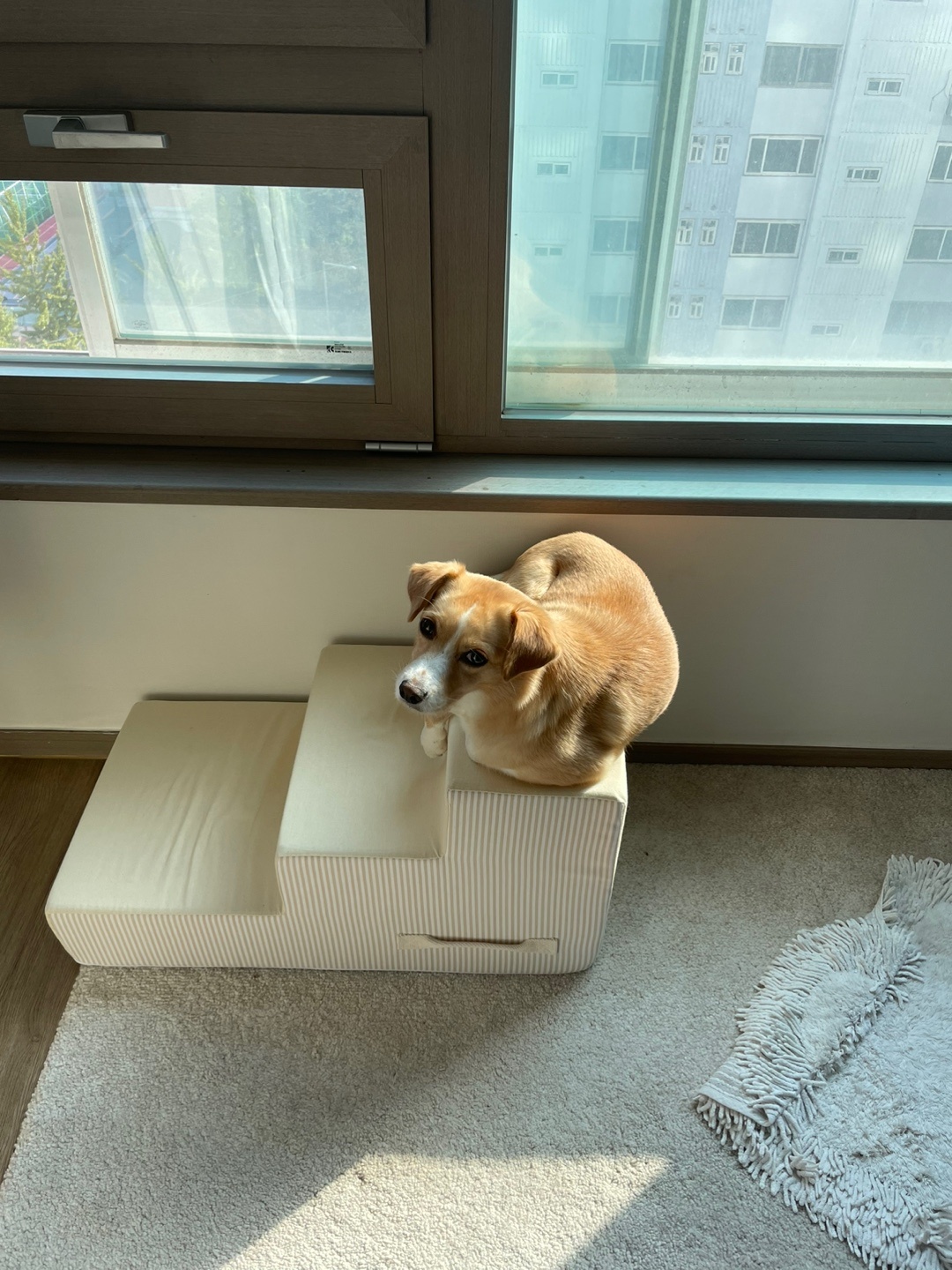 구콩이 임시보호 한달차