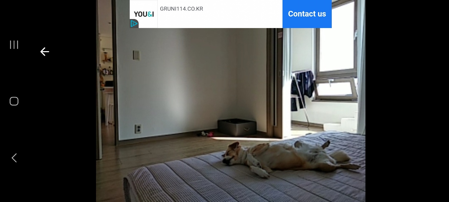 구콩이 임시보호 한달차