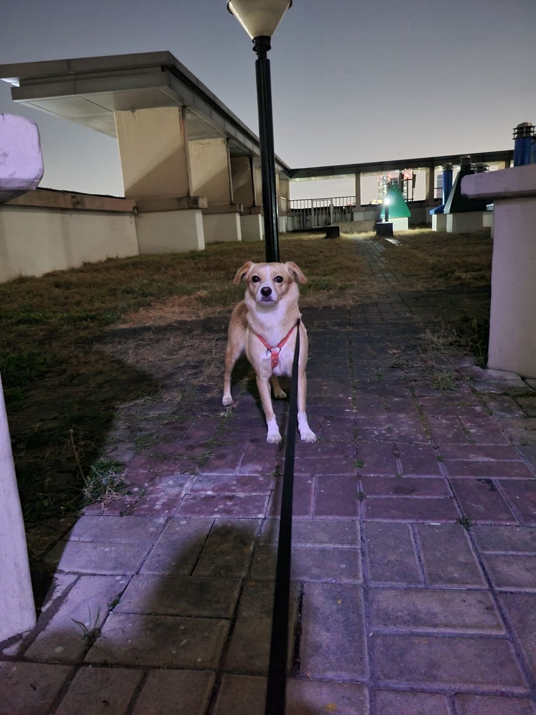 구콩이 임시보호 한달차