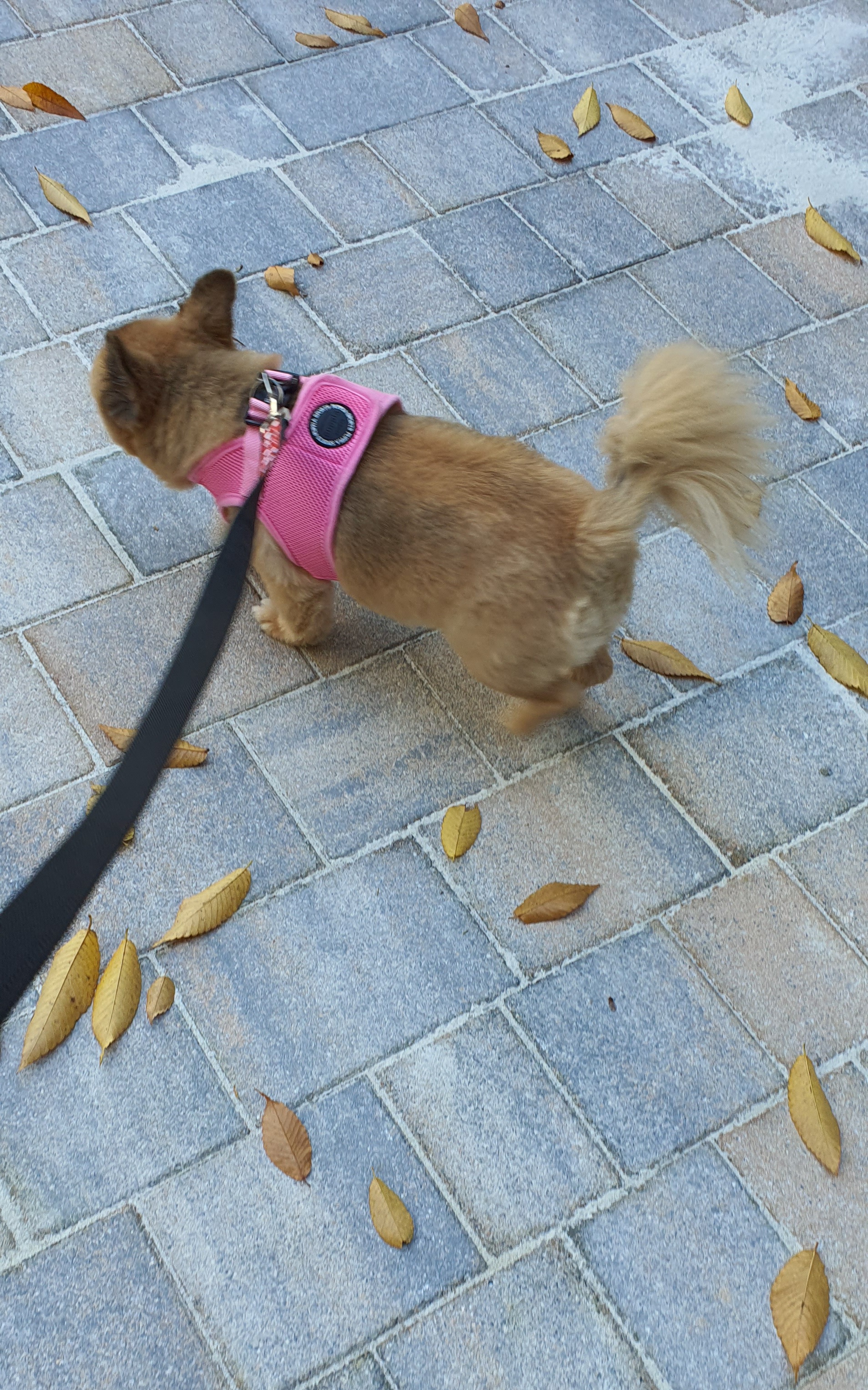 멜란(멜론)이가 드디어  밖에서 걷기 시작했어요