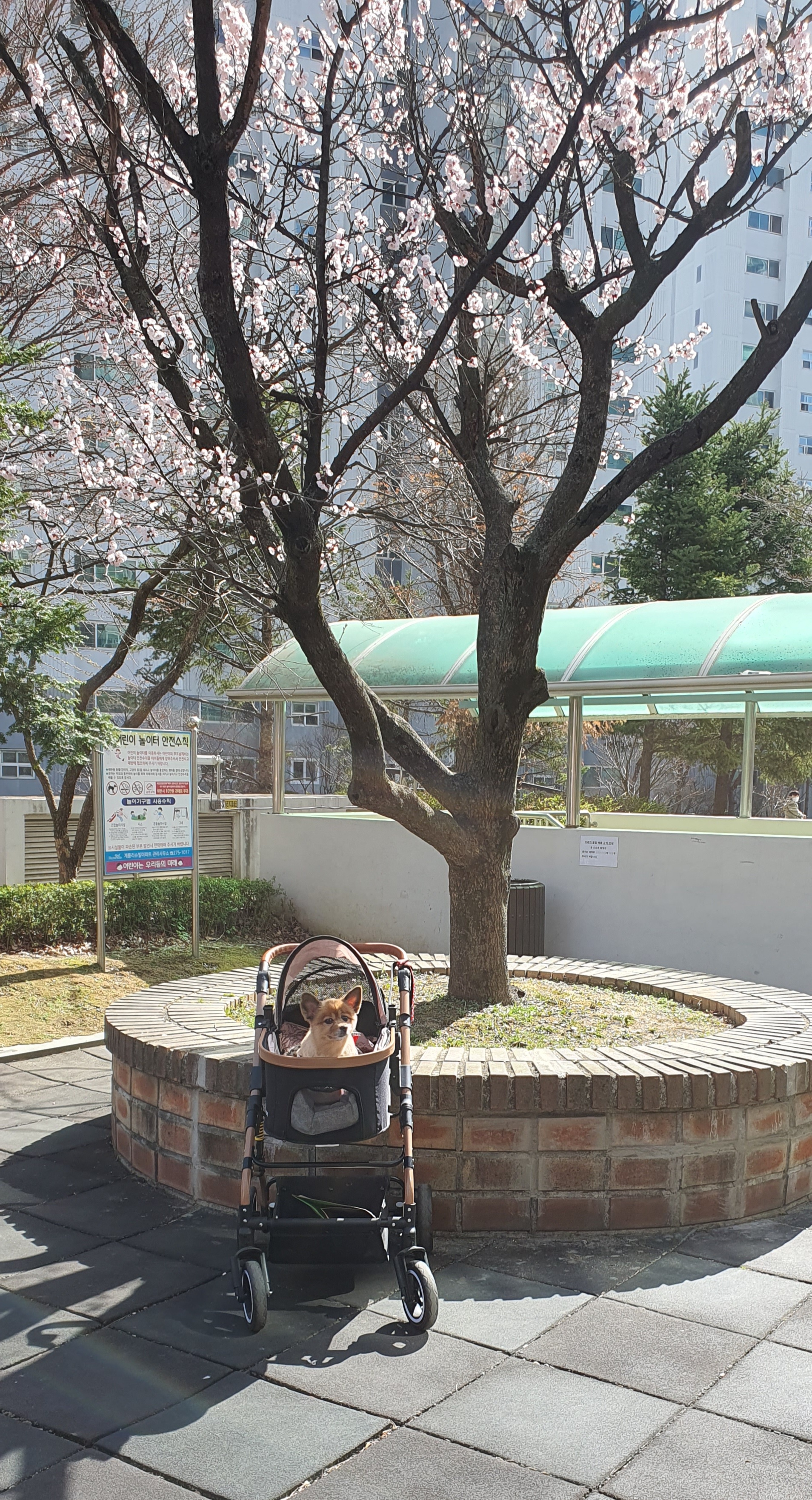 멜란(멜론)이가 드디어  밖에서 걷기 시작했어요