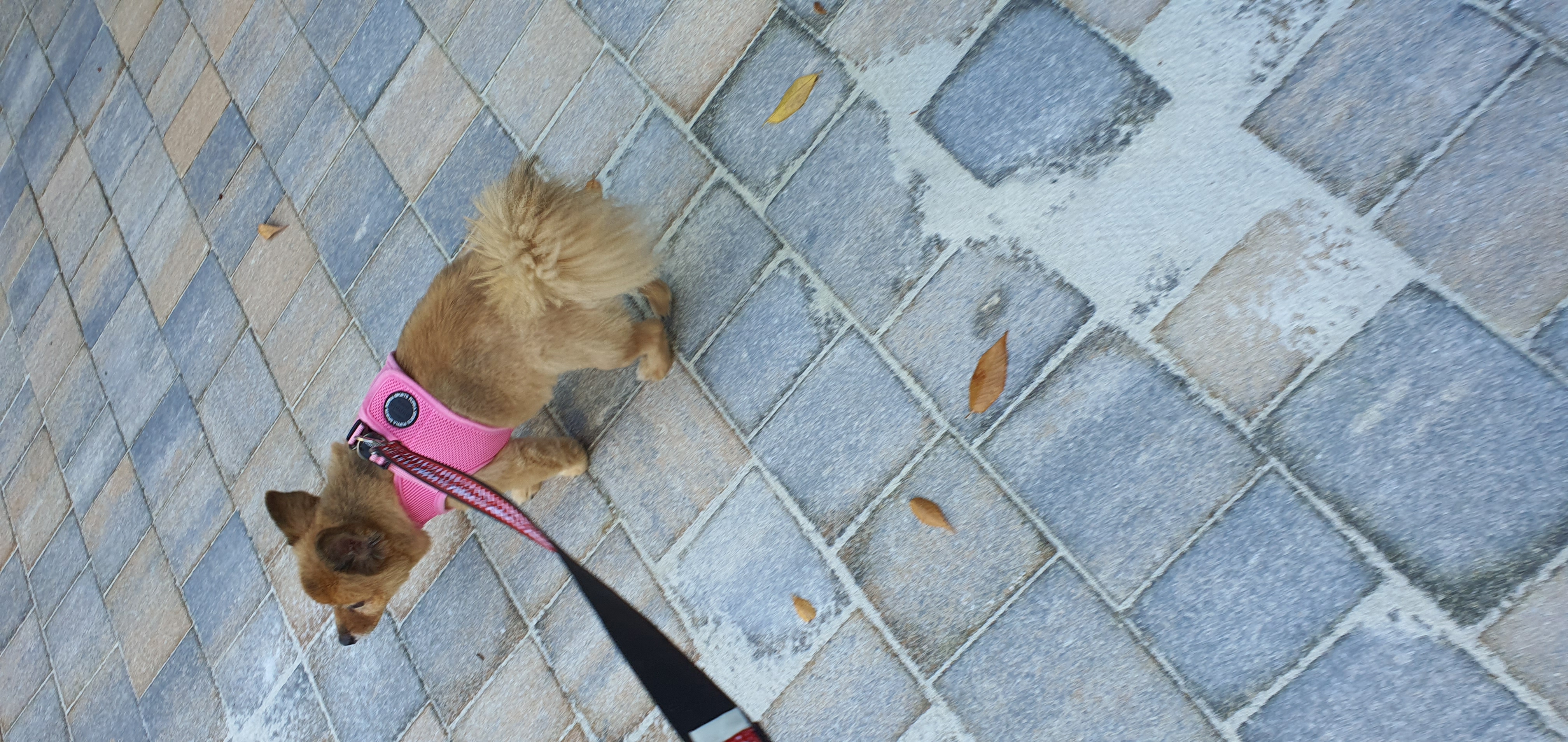 멜란(멜론)이가 드디어  밖에서 걷기 시작했어요