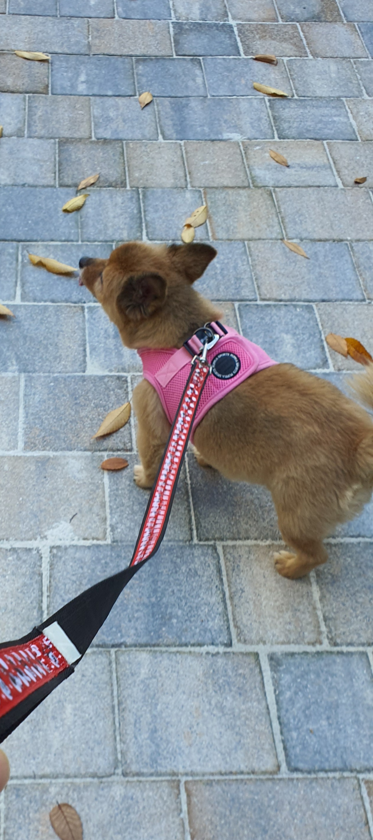 멜란(멜론)이가 드디어  밖에서 걷기 시작했어요