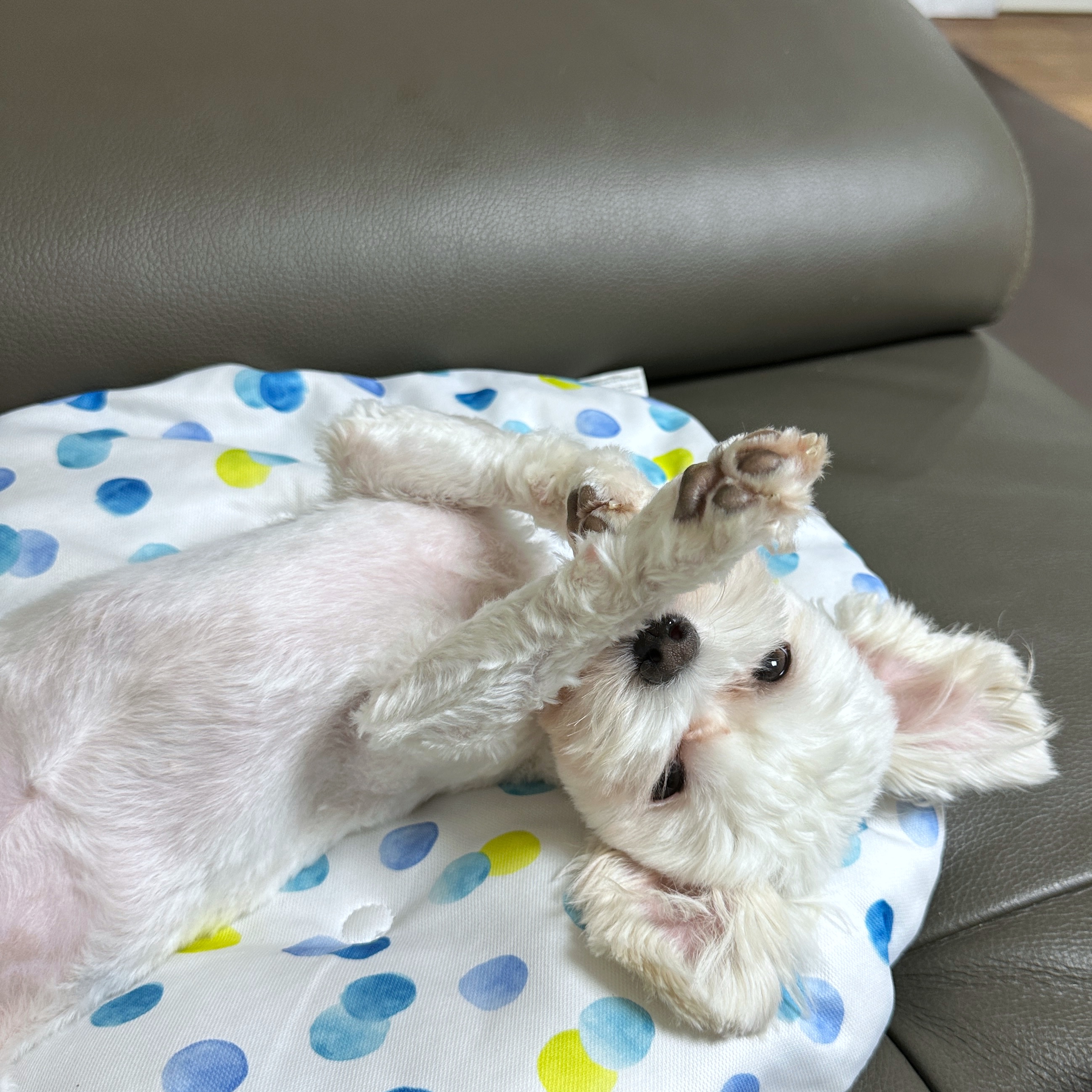 베베(말론)와 만난 지 석 달 된 이야기